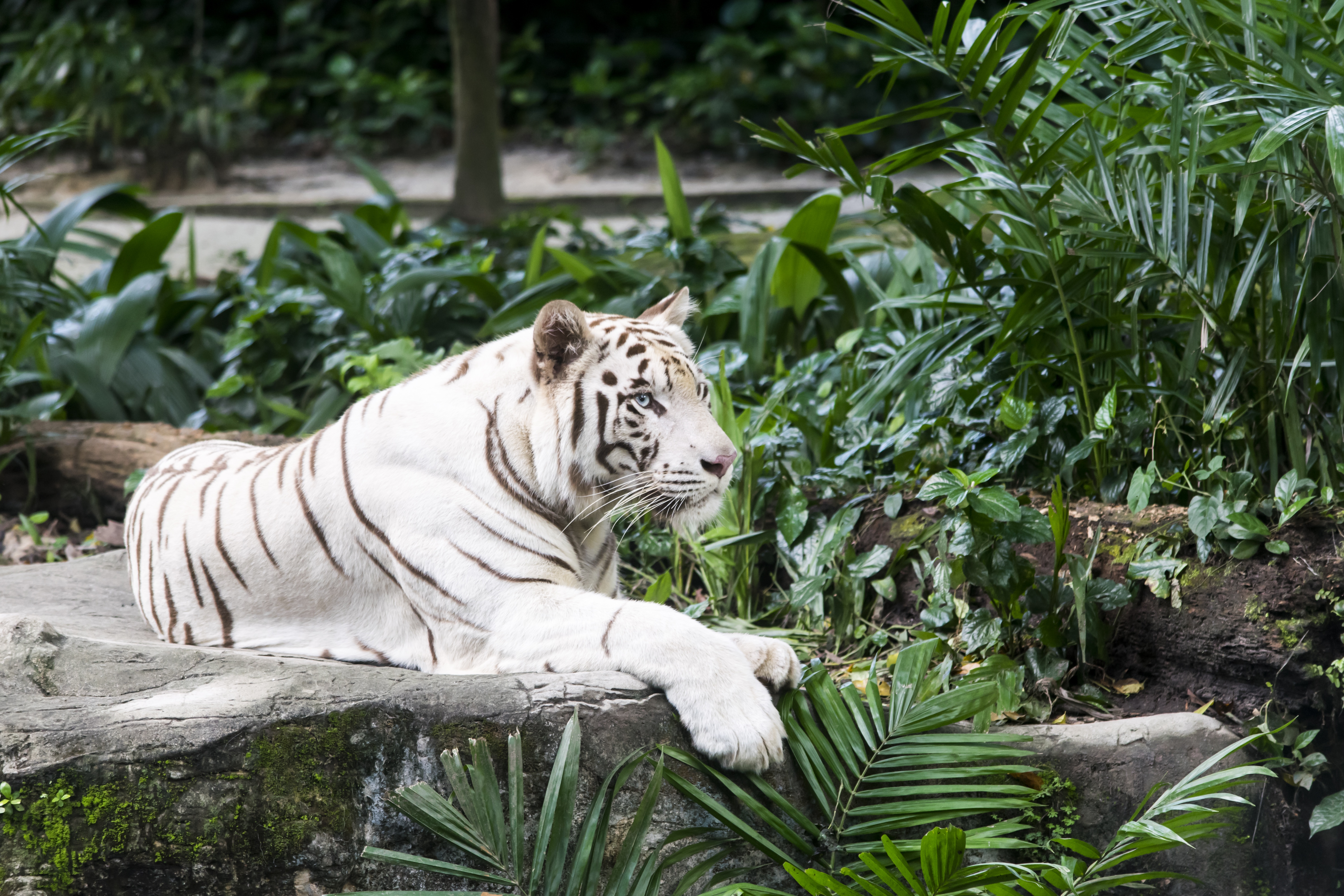 Место обитания бенгальского тигра