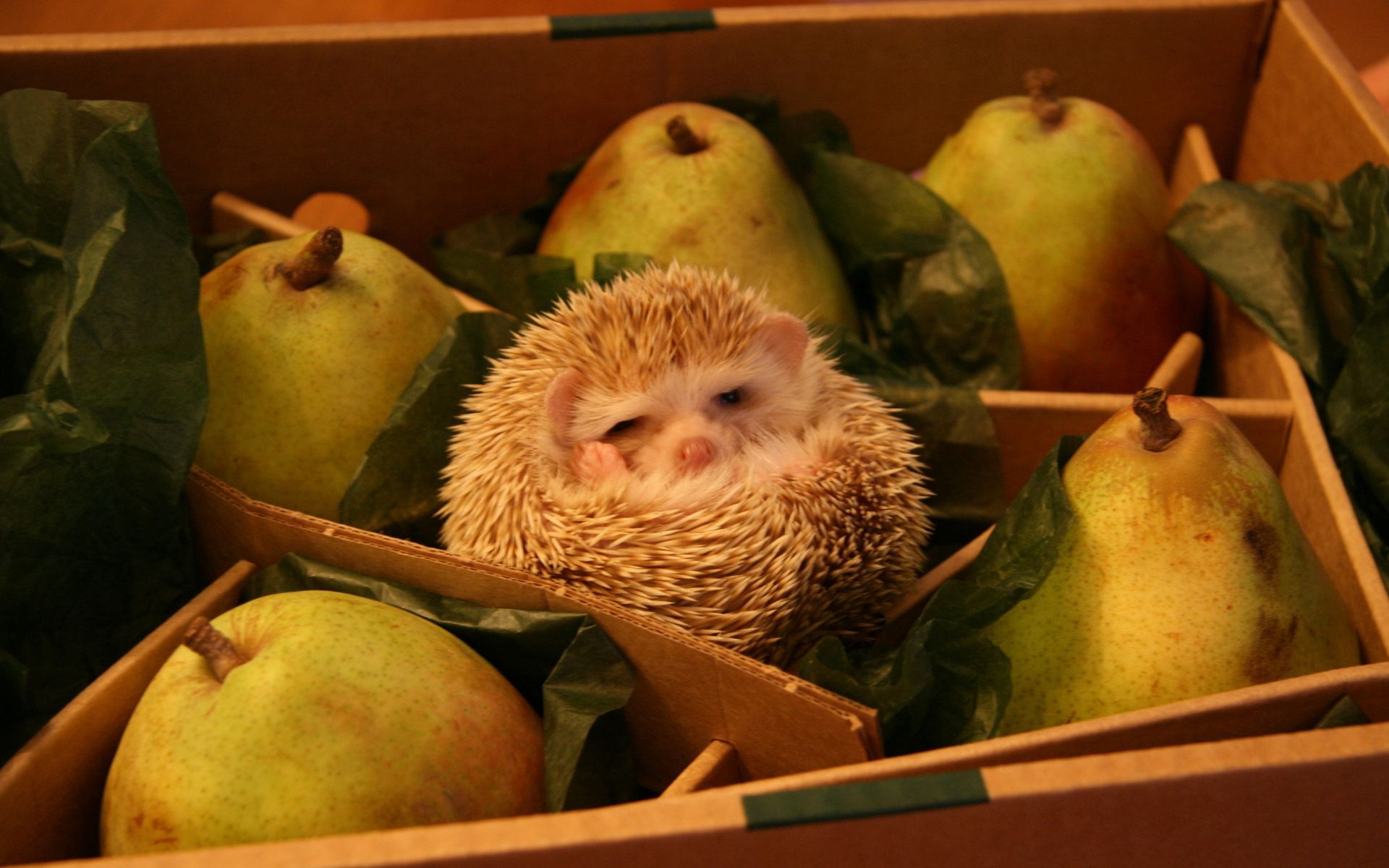animals, pears, box, hedgehog, joke