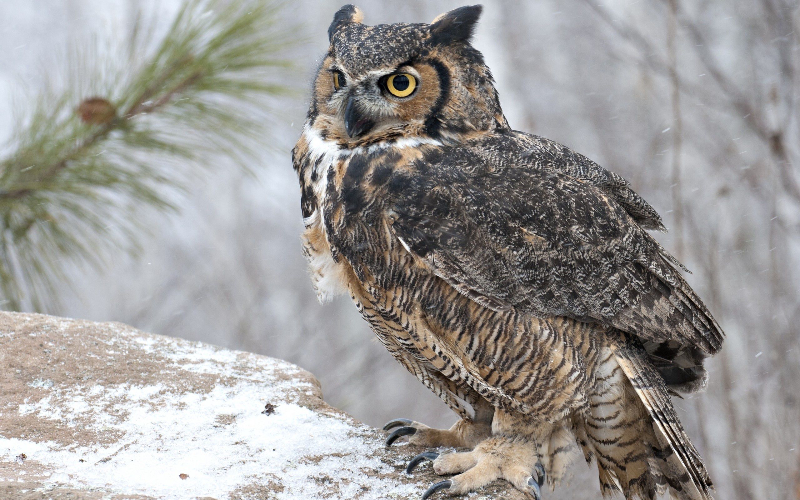 predator, animals, owl, bird, sight, opinion HD wallpaper