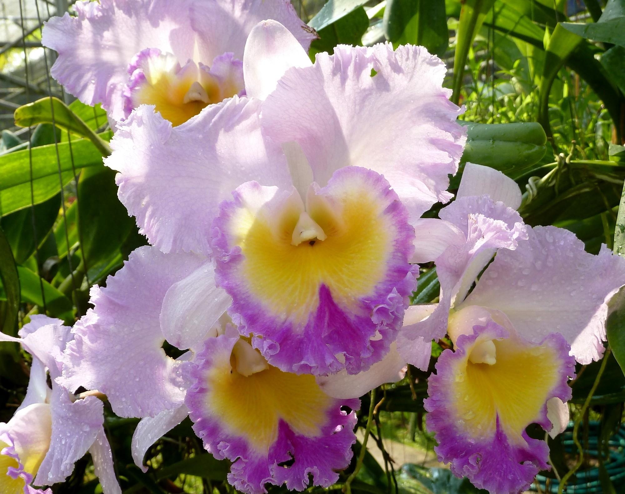 Free HD garden, flowers, drops, close-up, flower bed, flowerbed, freshness, irises, sunny