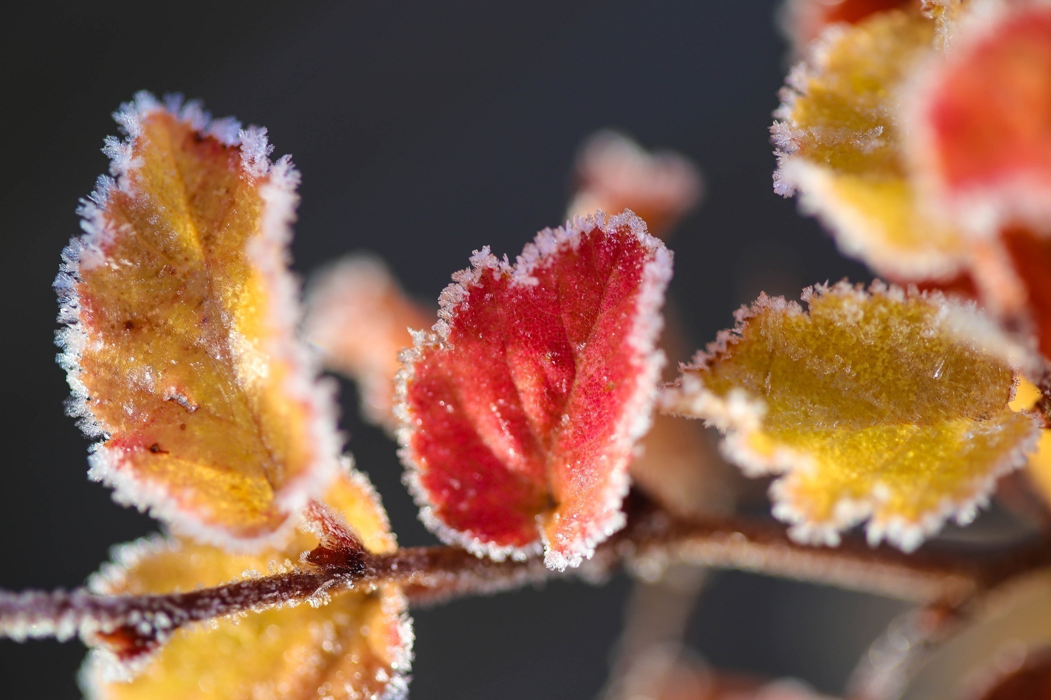 Widescreen image frost, branch, hoarfrost, leaves