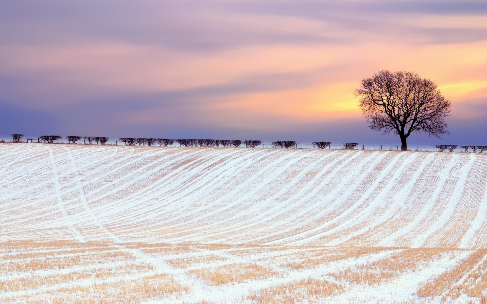 Laden Sie das Landschaft, Winter, Bäume, Sunset, Felder-Bild kostenlos auf Ihren PC-Desktop herunter