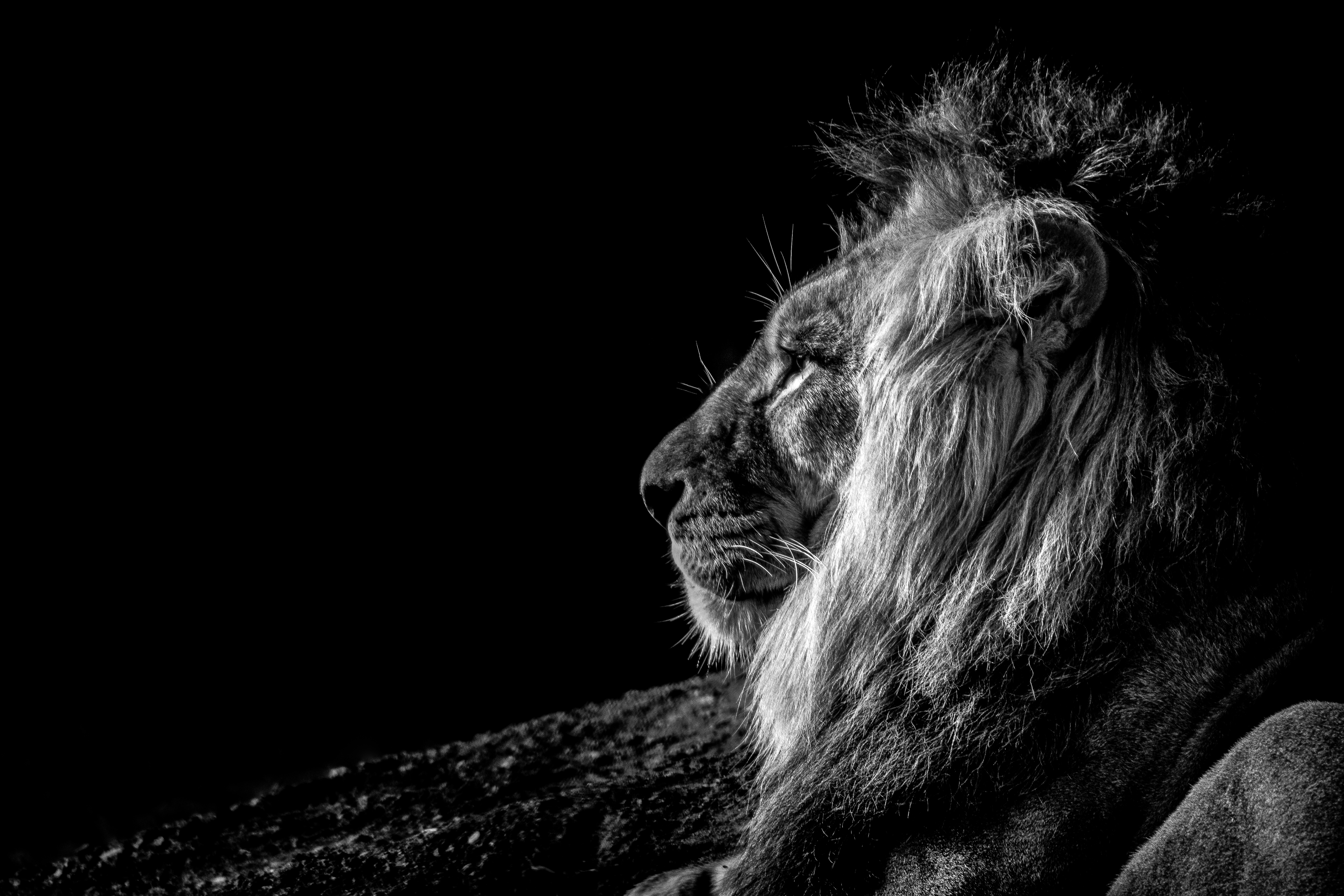 103959 Protetores de tela e papéis de parede Um Leão em seu telefone. Baixe leão, animais, perfil, chb fotos gratuitamente
