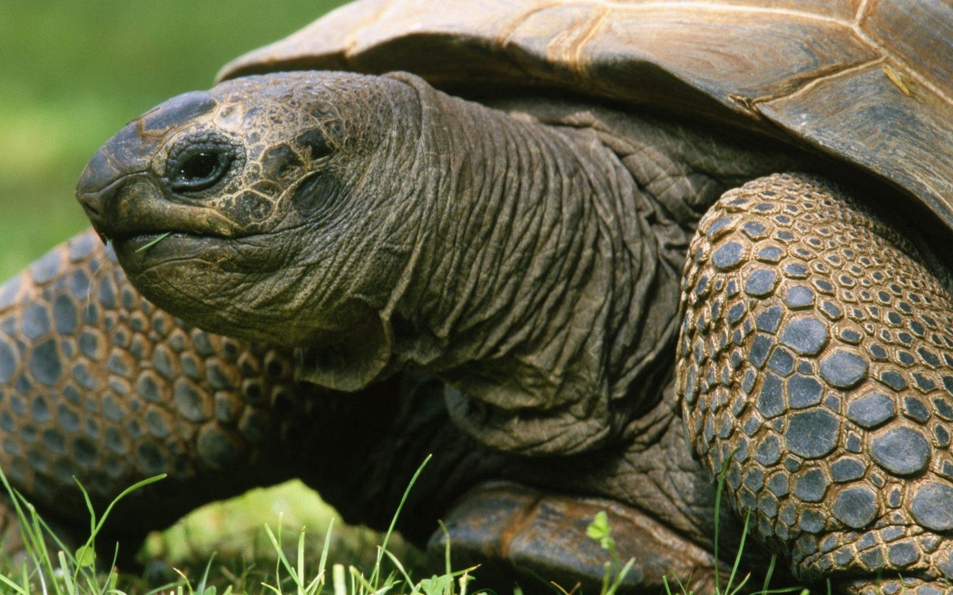 animals, grass, head, carapace, shell, turtle download HD wallpaper