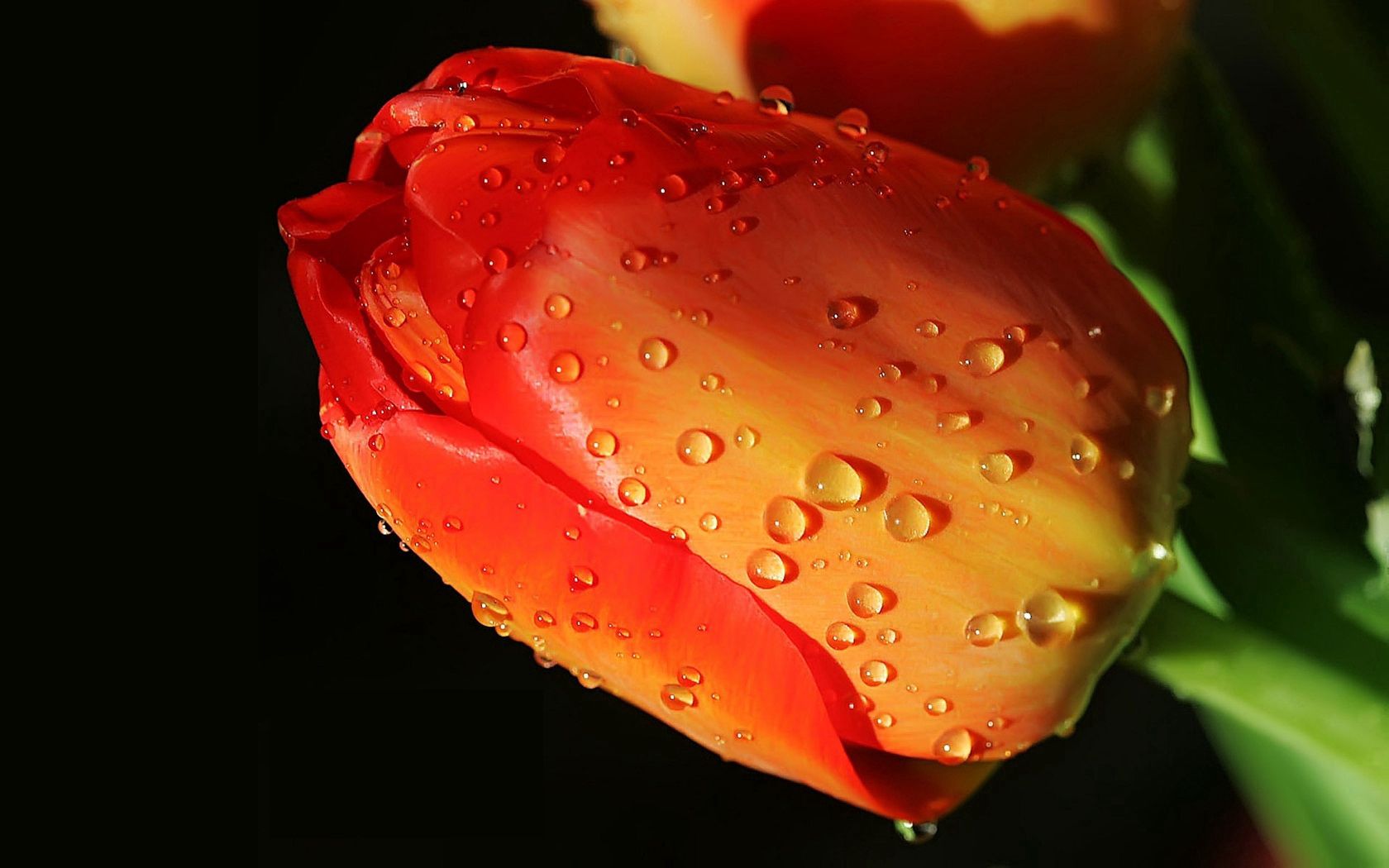 Laden Sie das Nahaufnahme, Blumen, Drops, Blume, Knospe, Bud, Nahansicht, Tulpe, Tulip-Bild kostenlos auf Ihren PC-Desktop herunter