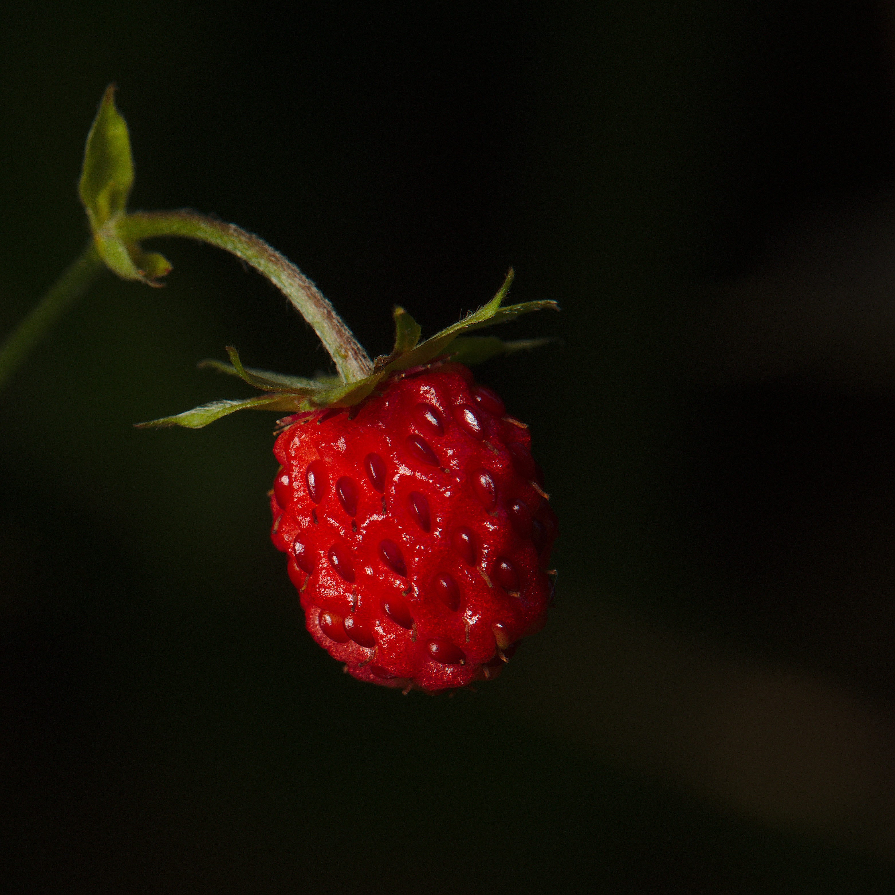 Strawberry macro, red, ripe, wild strawberries 8k Backgrounds