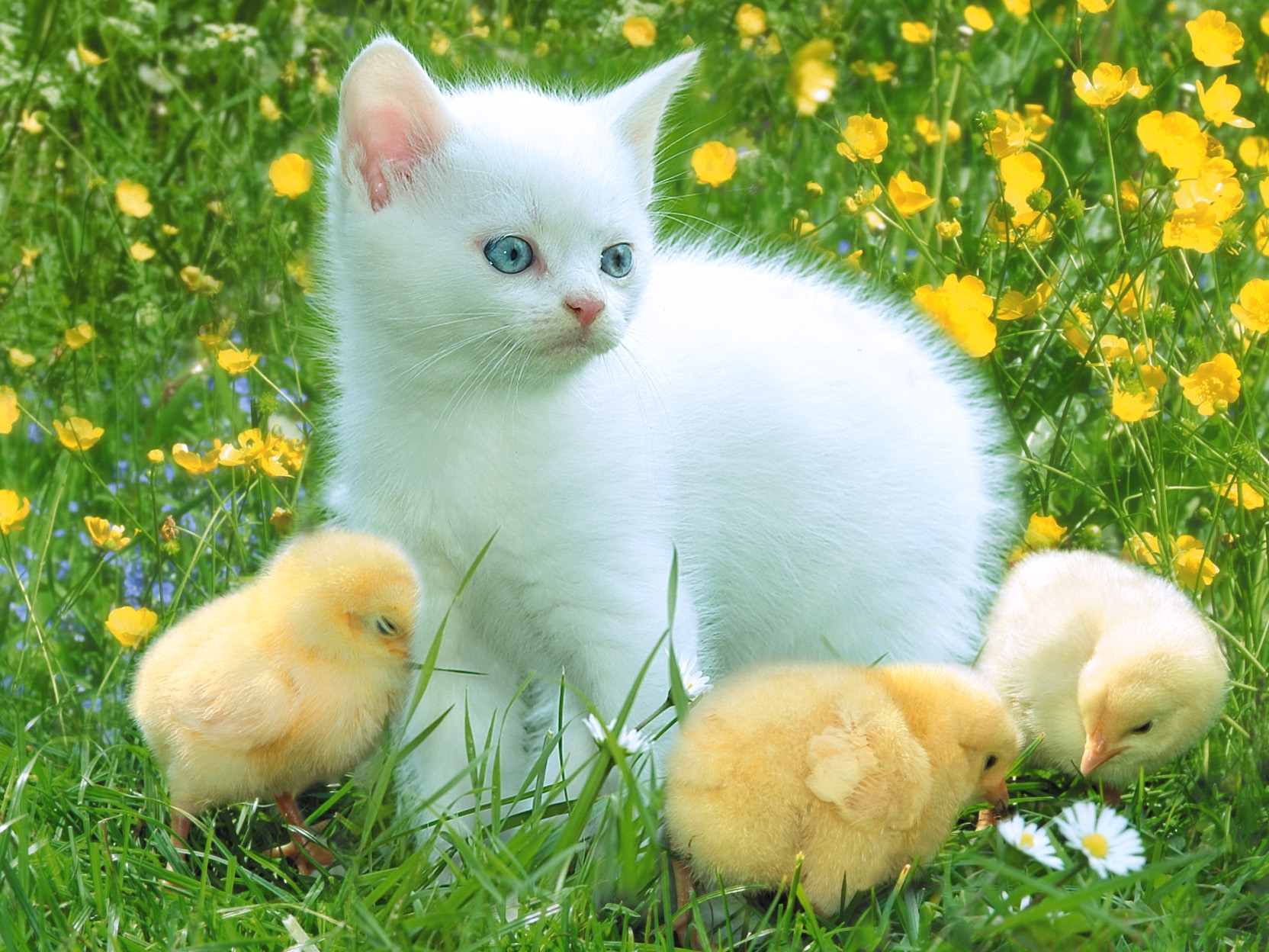 75539 Screensavers and Wallpapers Chicks for phone. Download animals, grass, chicks, kitty, kitten, playful pictures for free