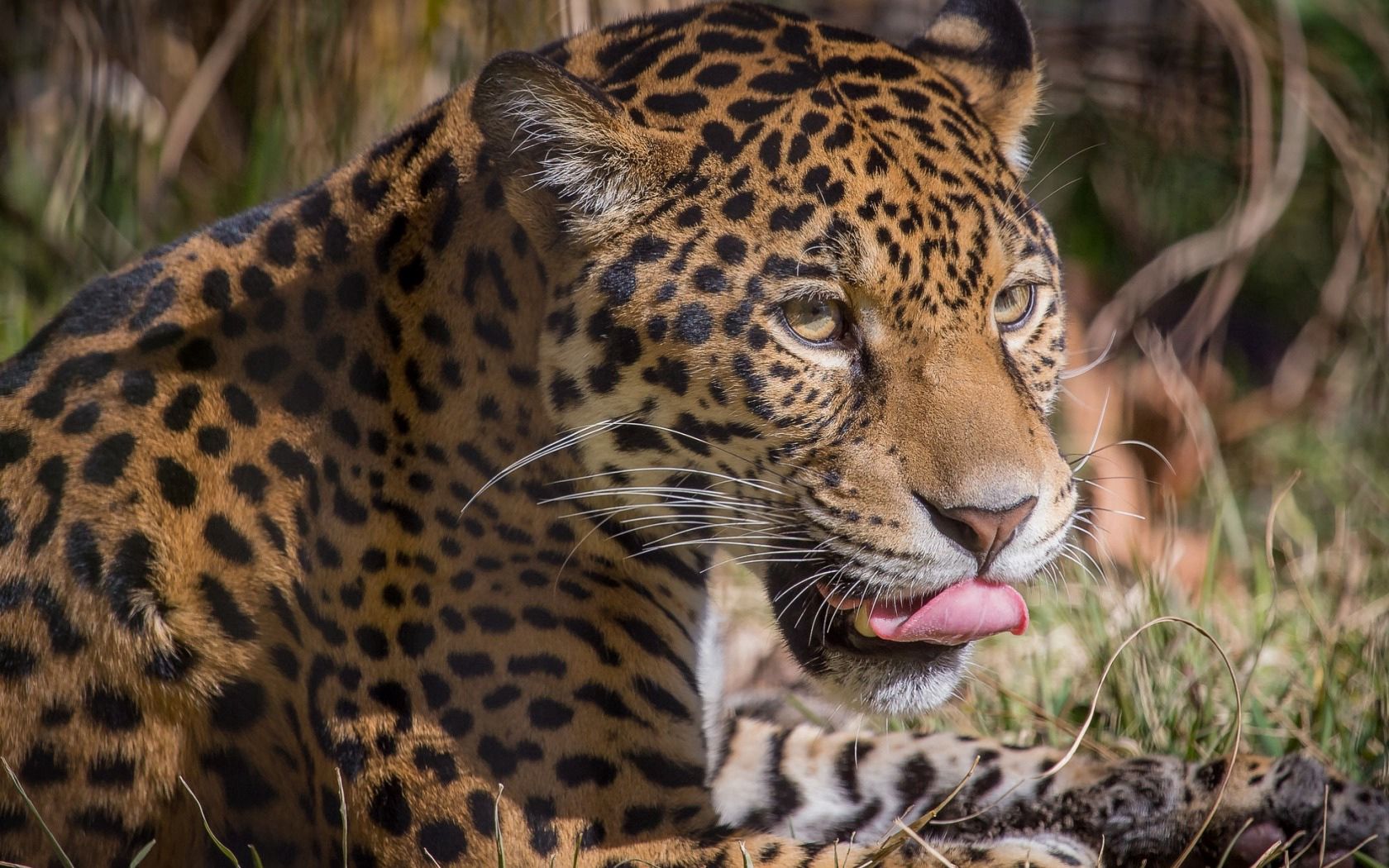 animals, leopard, predator, big cat, licks, licked Aesthetic wallpaper