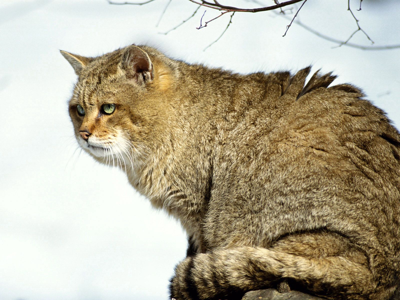 Laden Sie das Tiere, Wild, Der Kater, Katze, Flauschige, Groß, Große-Bild kostenlos auf Ihren PC-Desktop herunter