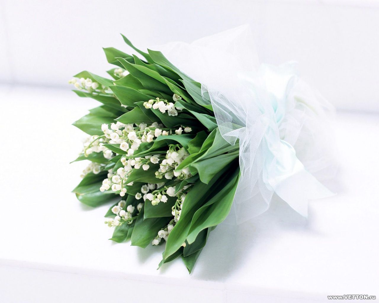 plants, flowers, lily of the valley