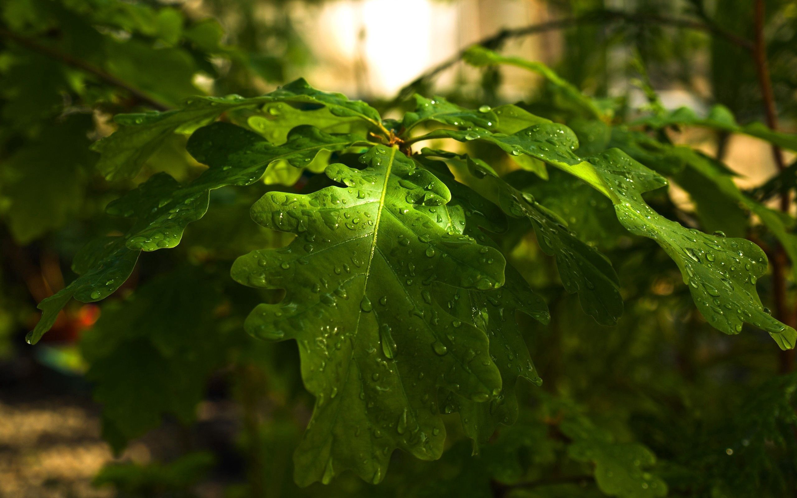 nature, leaves, drops, macro, wood, forest, tree, branch, day, oak download HD wallpaper