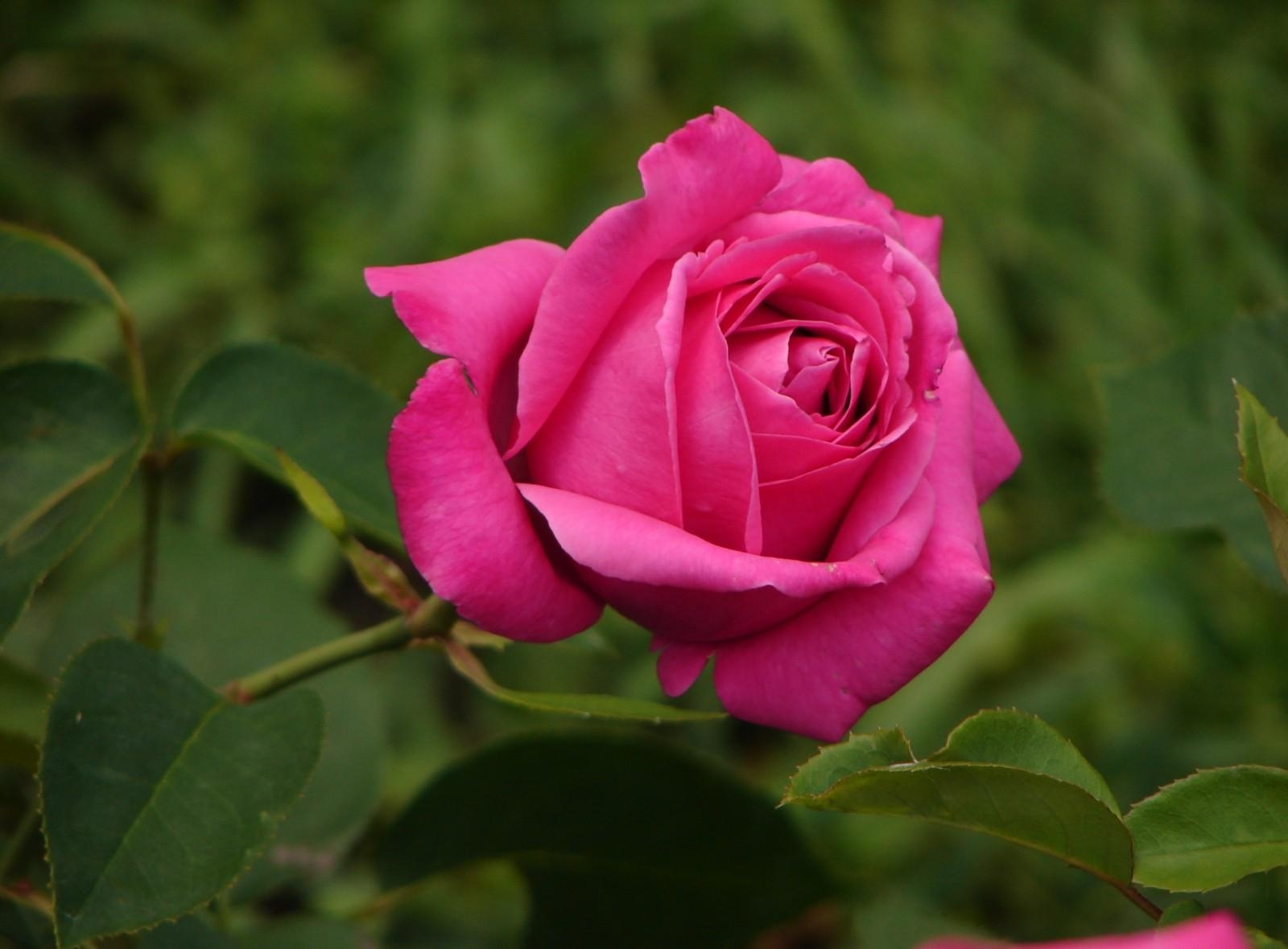 154981 économiseurs d'écran et fonds d'écran Une Rose sur votre téléphone. Téléchargez acuité, rose, fleur, jardin images gratuitement