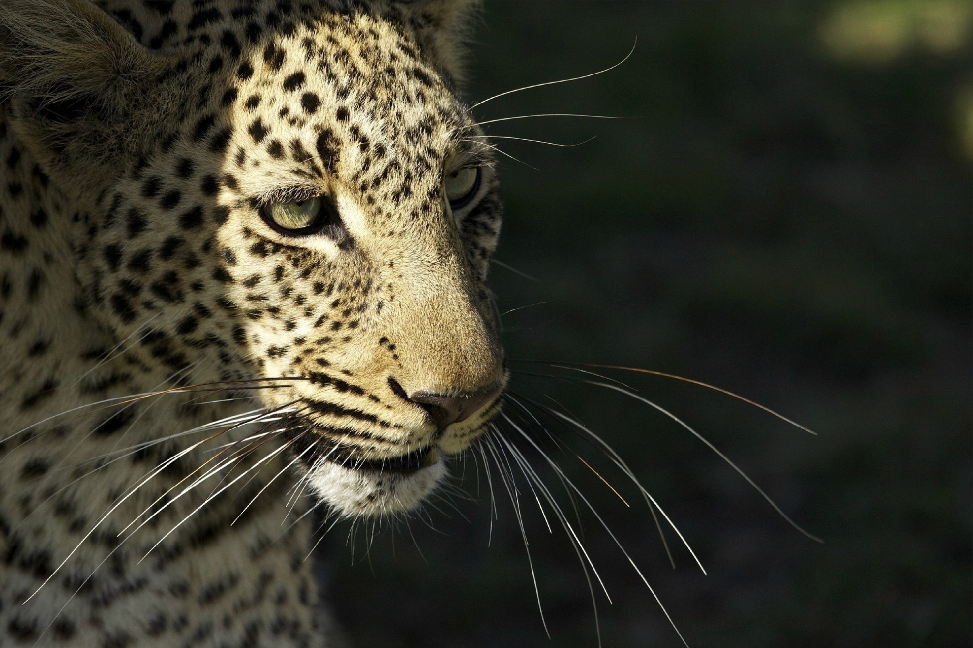 51079 Bild herunterladen tiere, leopard, schnauze, raubtier, predator, wildkatze, wilde katze, schnurrbart - Hintergrundbilder und Bildschirmschoner kostenlos