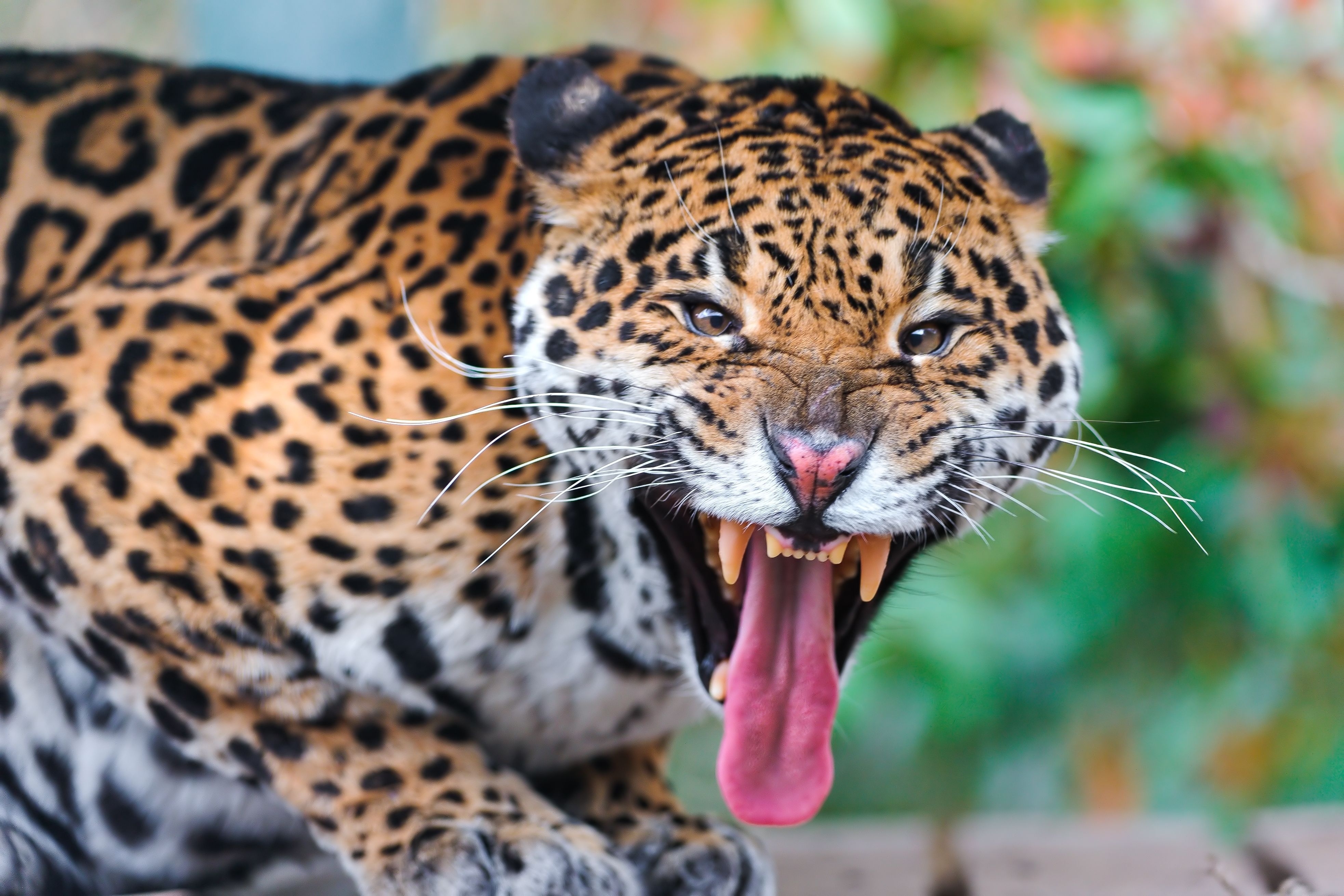 jaguar, animals, grin, muzzle, predator, big cat HD wallpaper