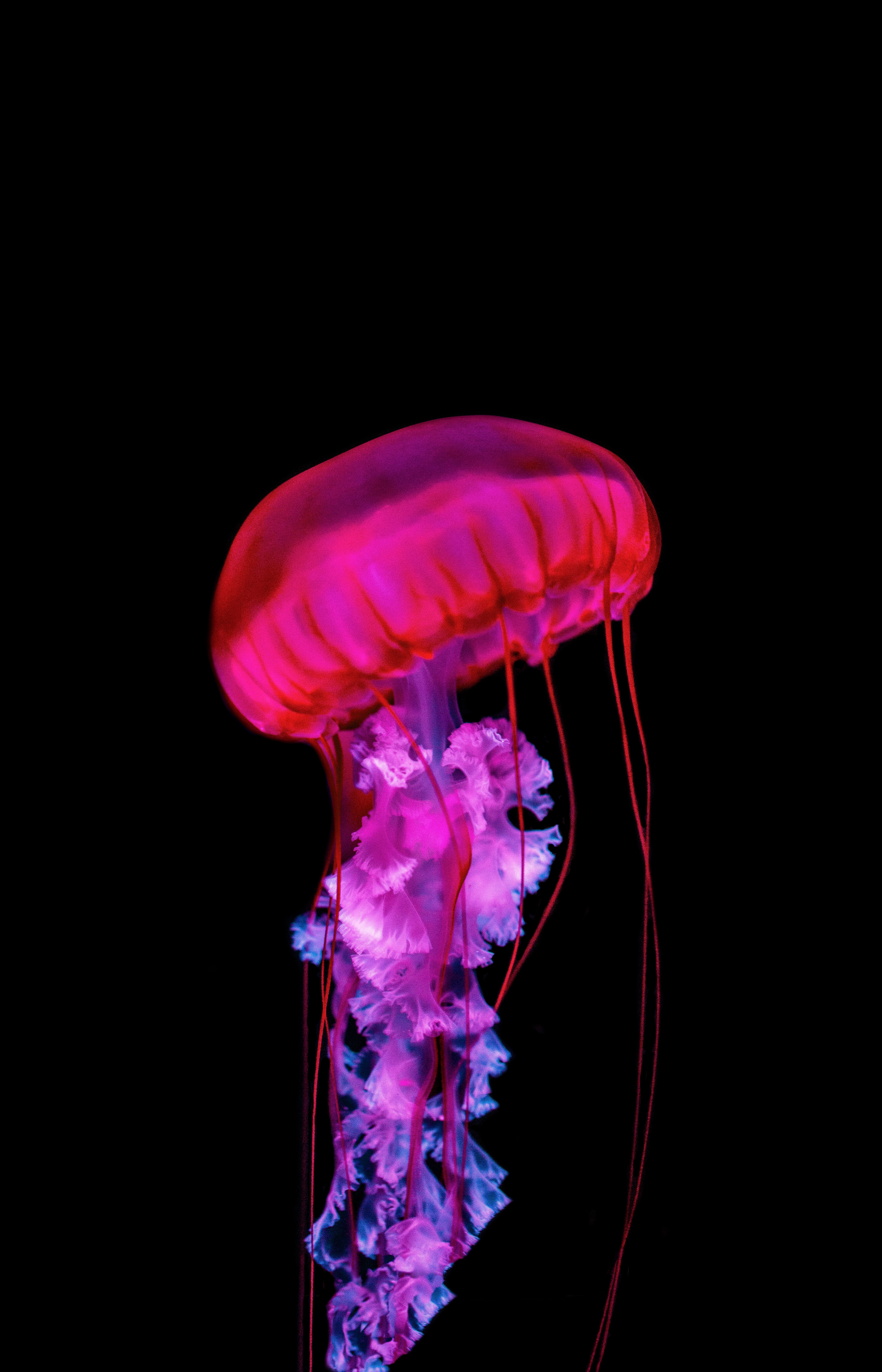underwater, red, animals, under water Jellyfish Cellphone FHD pic