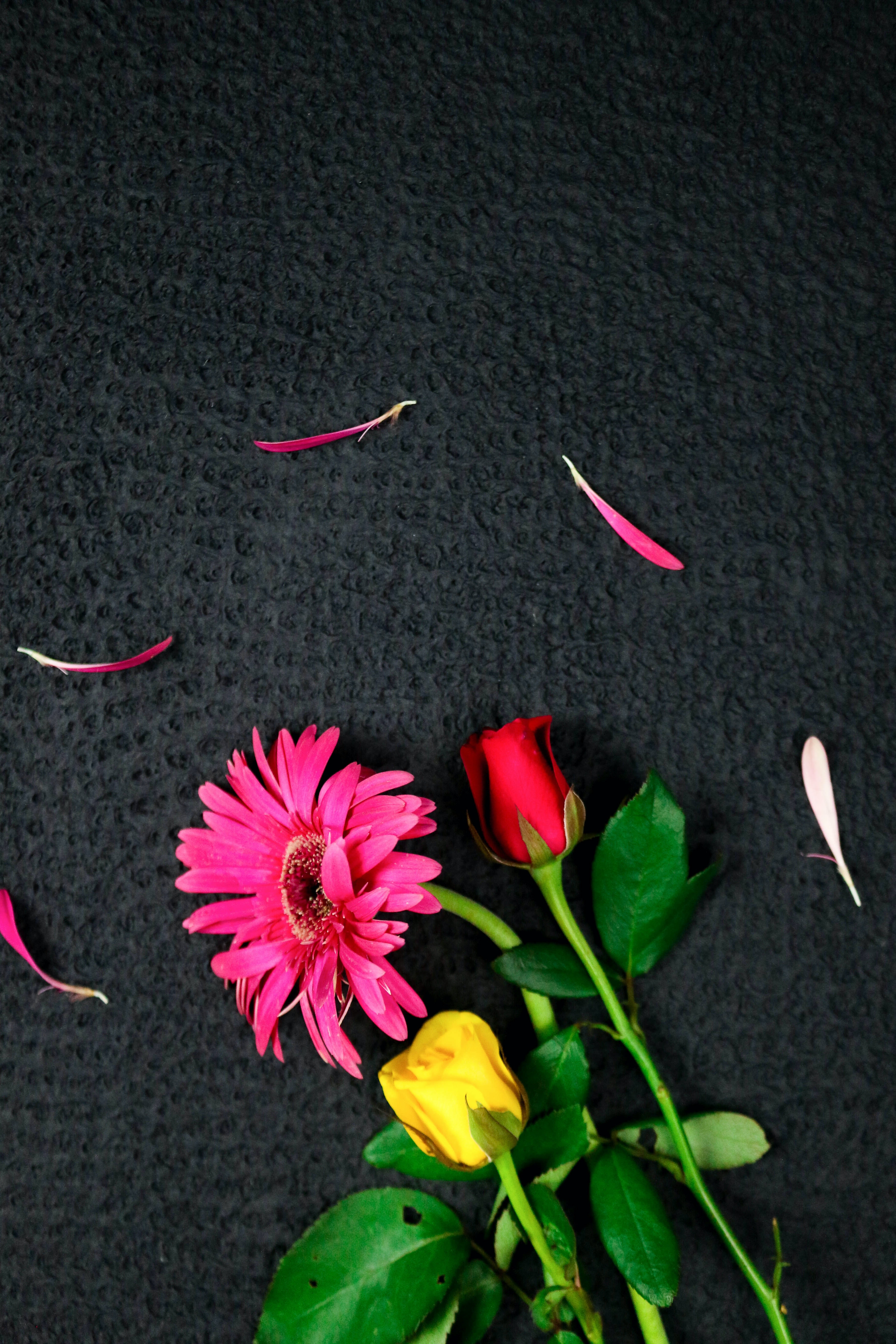 156107 Protetores de tela e papéis de parede Rosa em seu telefone. Baixe cor de rosa, flores, ramalhete, amarelo fotos gratuitamente