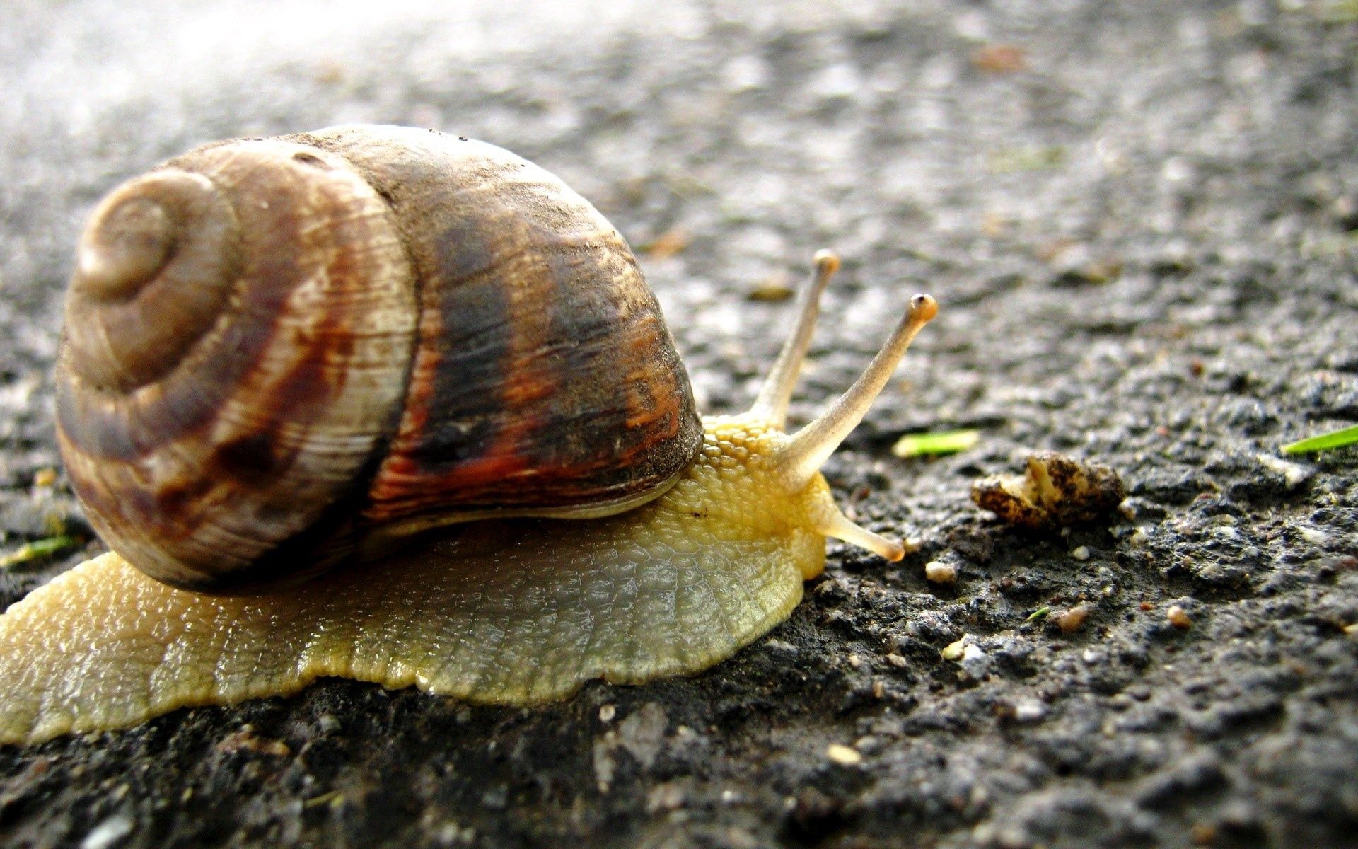 animals, background, surface, snail, carapace, shell