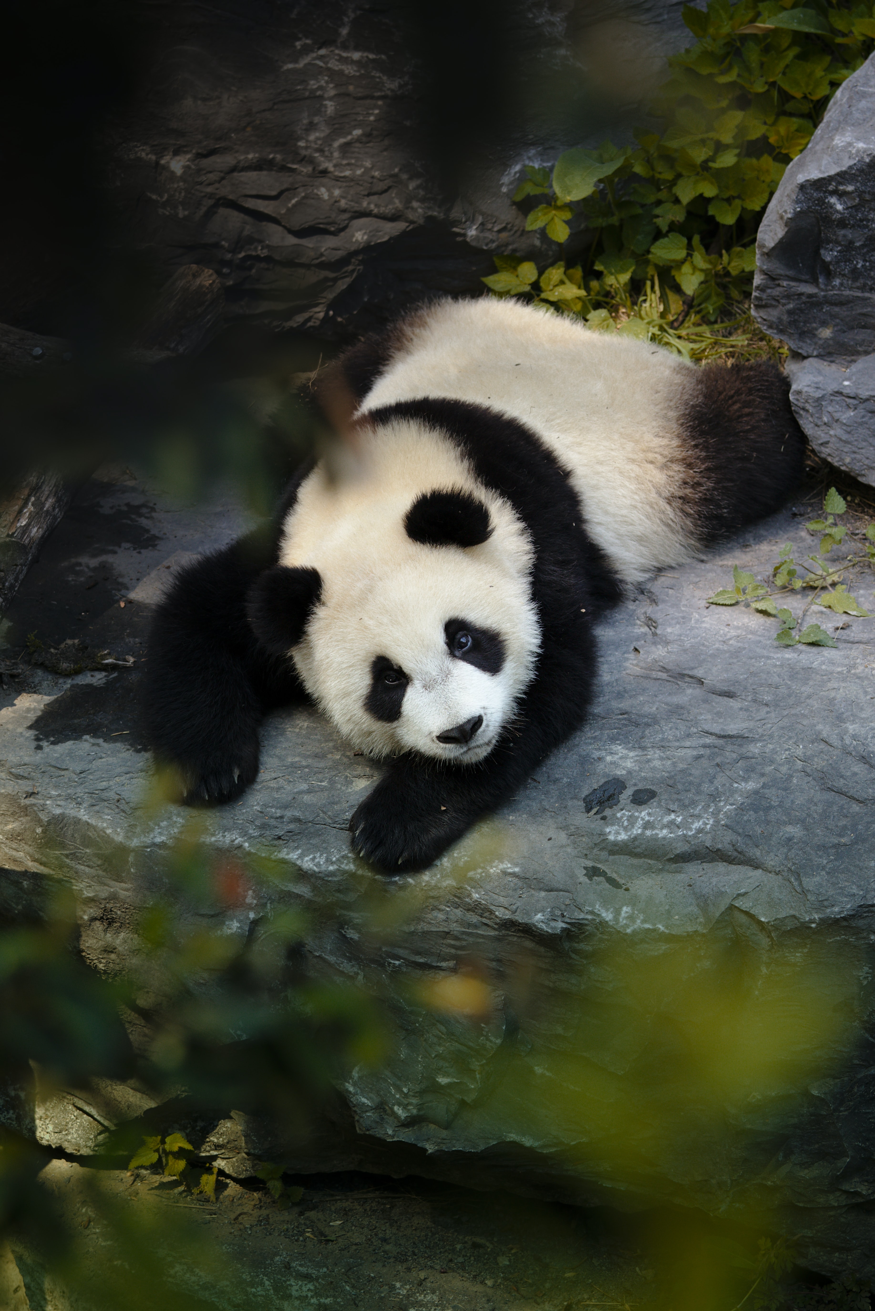 76705 Hintergrundbilder und Panda Bilder auf dem Desktop. Laden Sie tiere, schatz, nett, ast Bildschirmschoner kostenlos auf den PC herunter