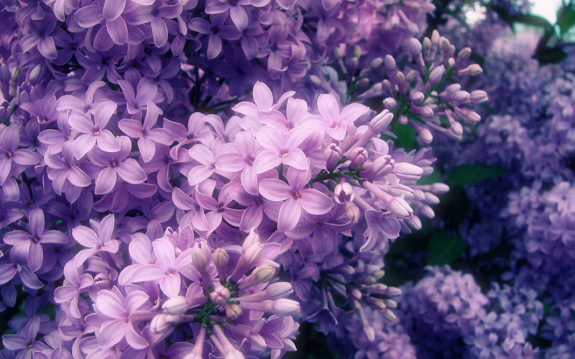 plants, flowers, violet Full HD
