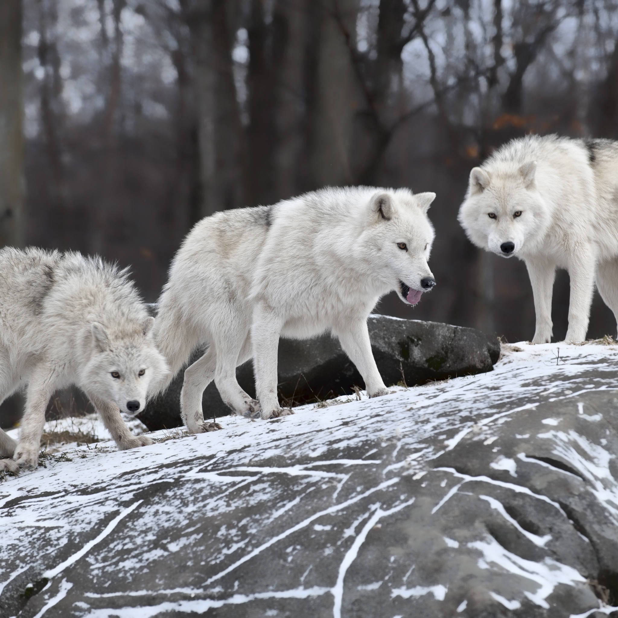 Картинки белый волк