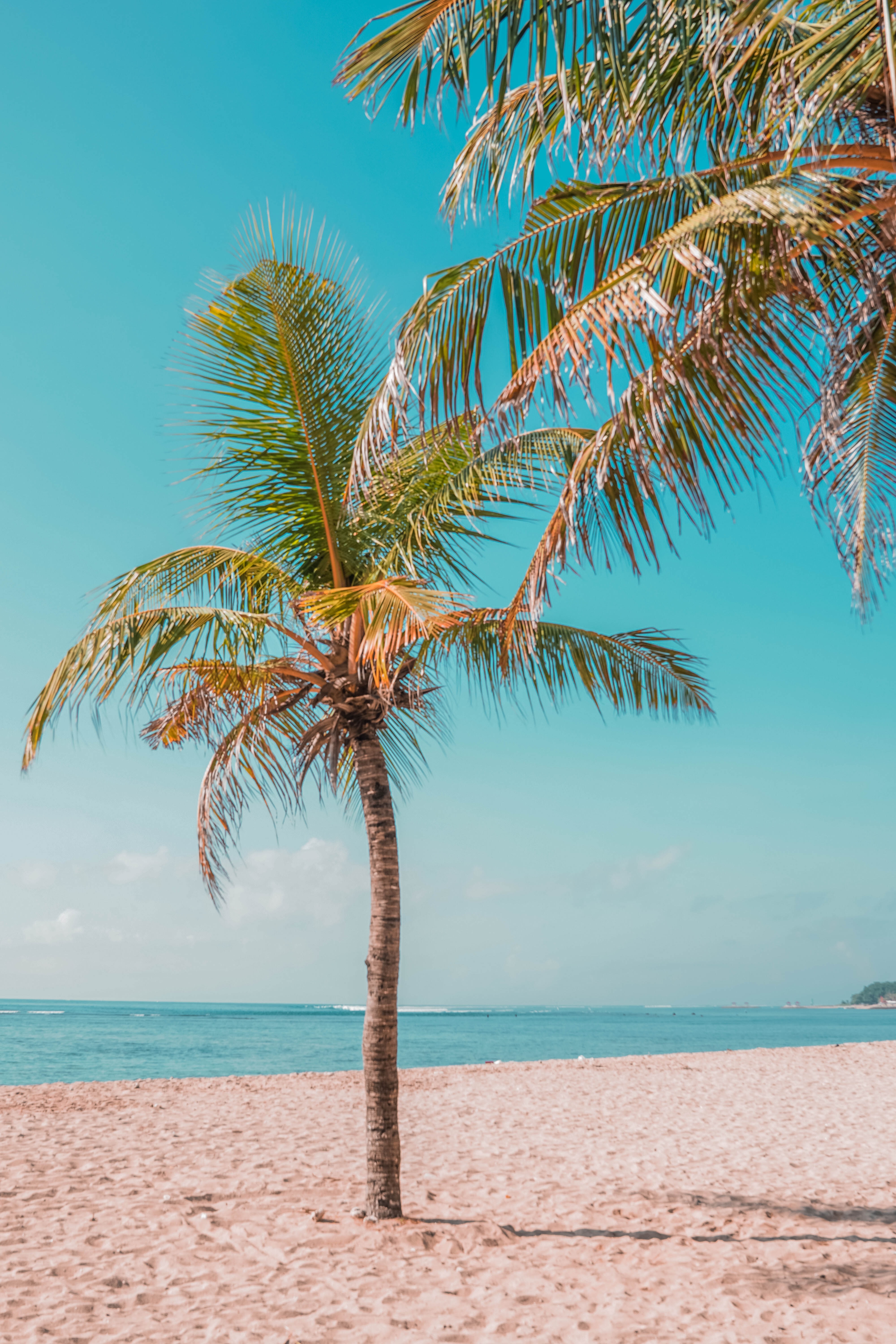 nature, sand, coast, beach Palm Windows Backgrounds