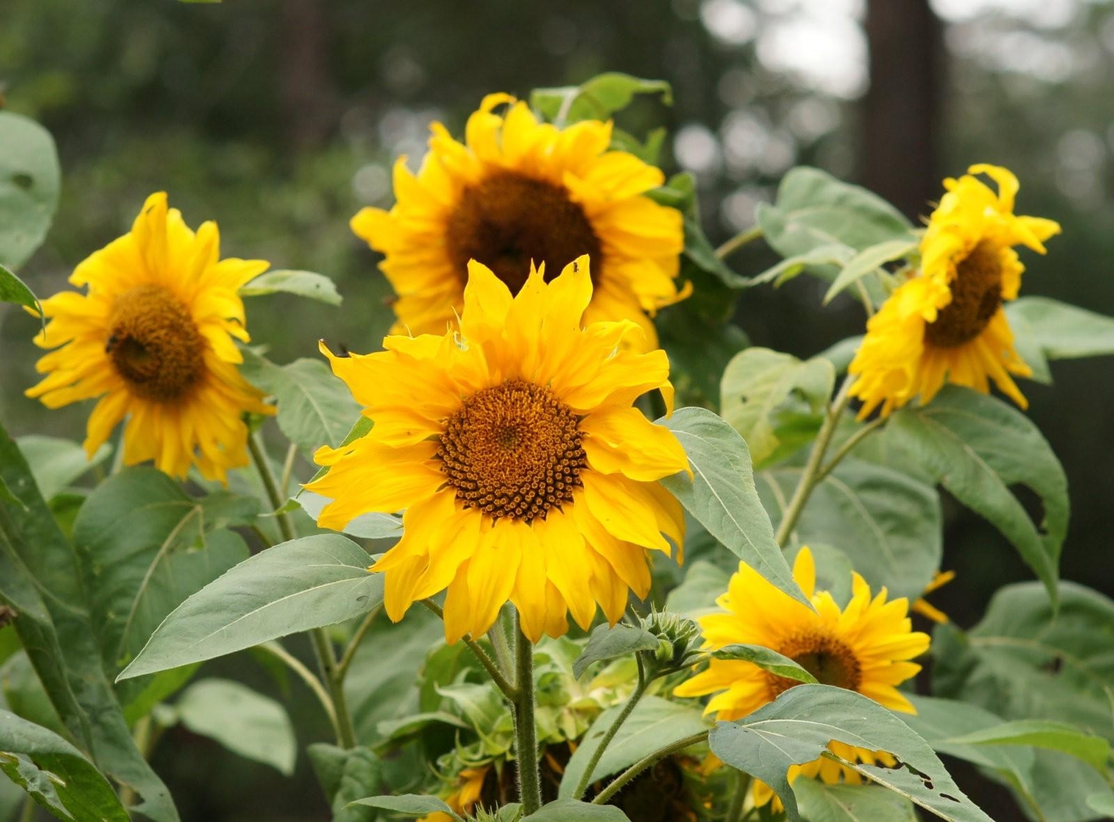 sunflowers, flowers, summer, blur, smooth, greens