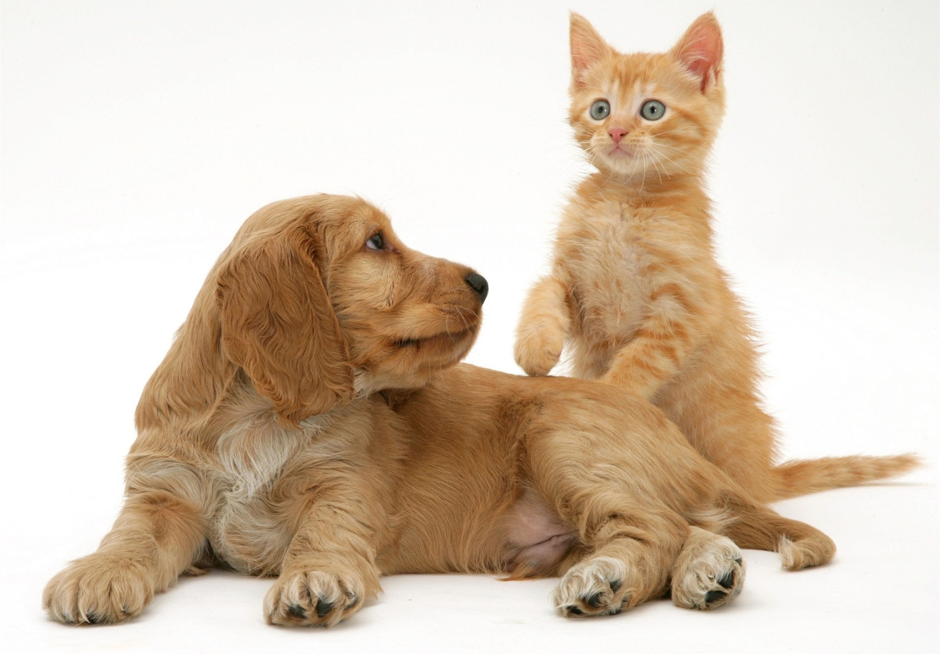 Породы животных кошек и собак. Кокер спаниель рыжий щенок. Английский кокер спаниель рыжий. Кокер спаниель и котенок. Кокер спаниель и хаски.