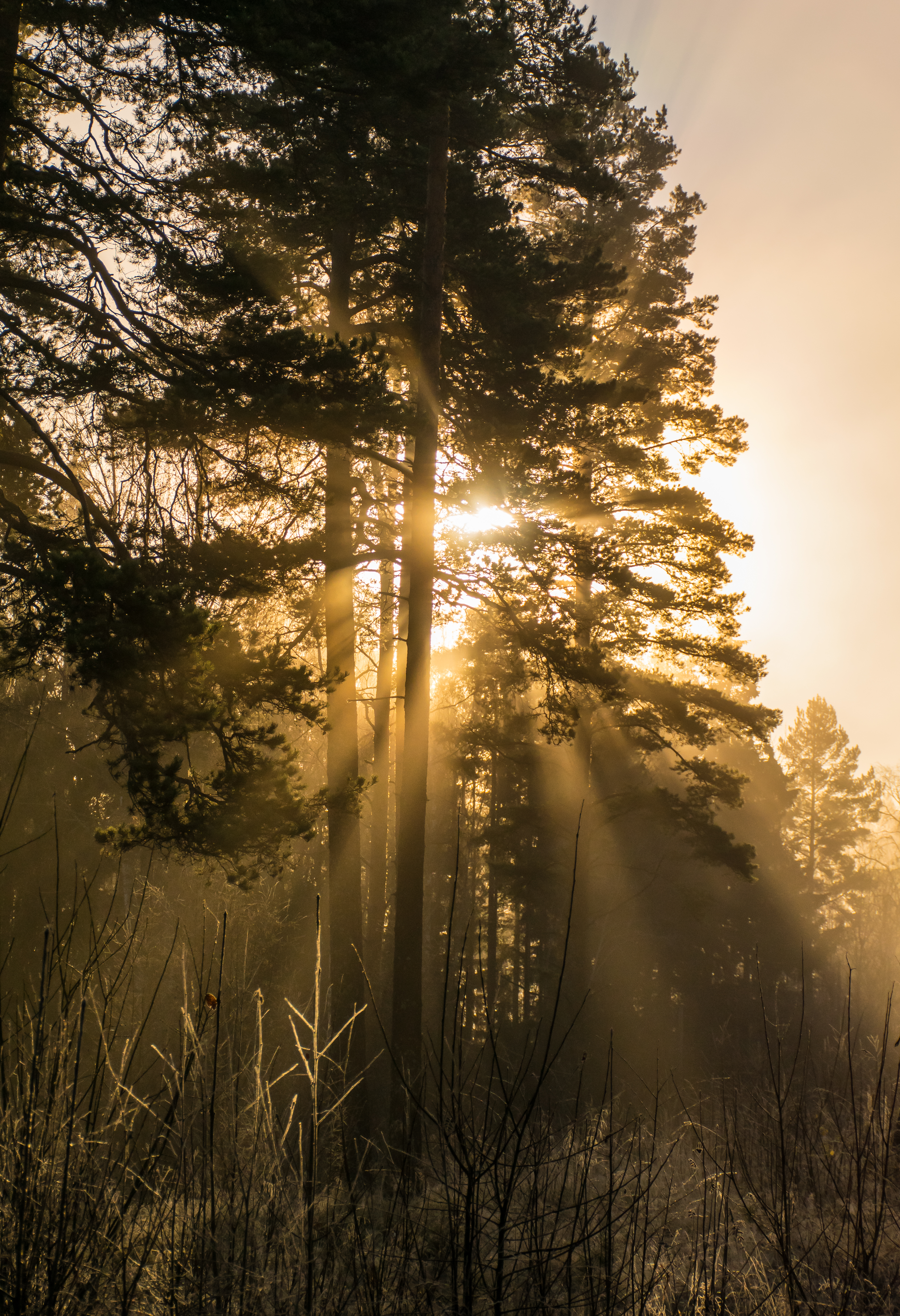 nature, trees, beams, rays, fog, sunlight Phone Background