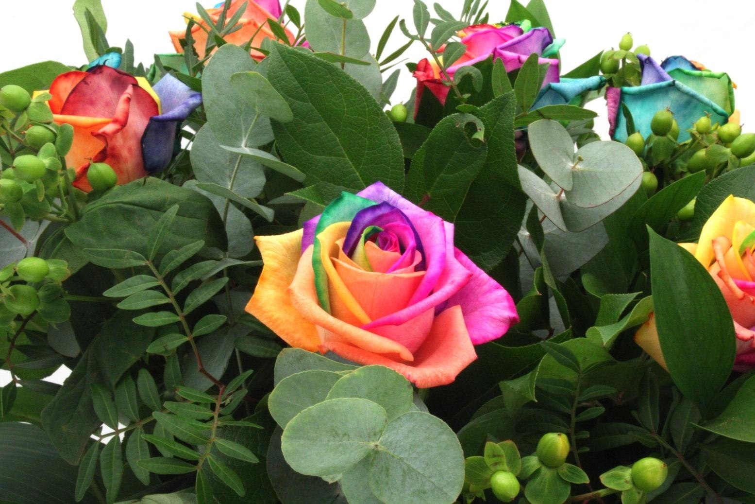 130535 Заставки і шпалери Рози на телефон. Завантажити різнокольорові, квіти, зелень, різнобарвні картинки безкоштовно