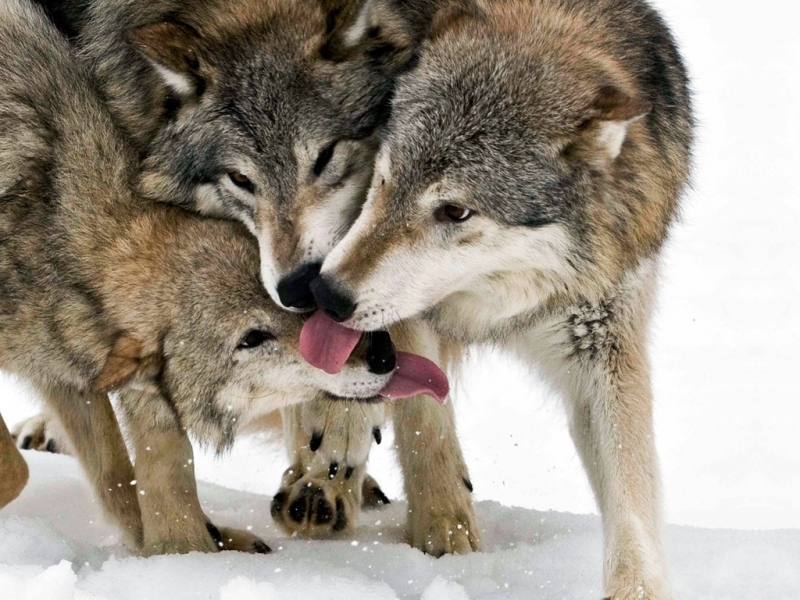 wolfs, animals Full HD