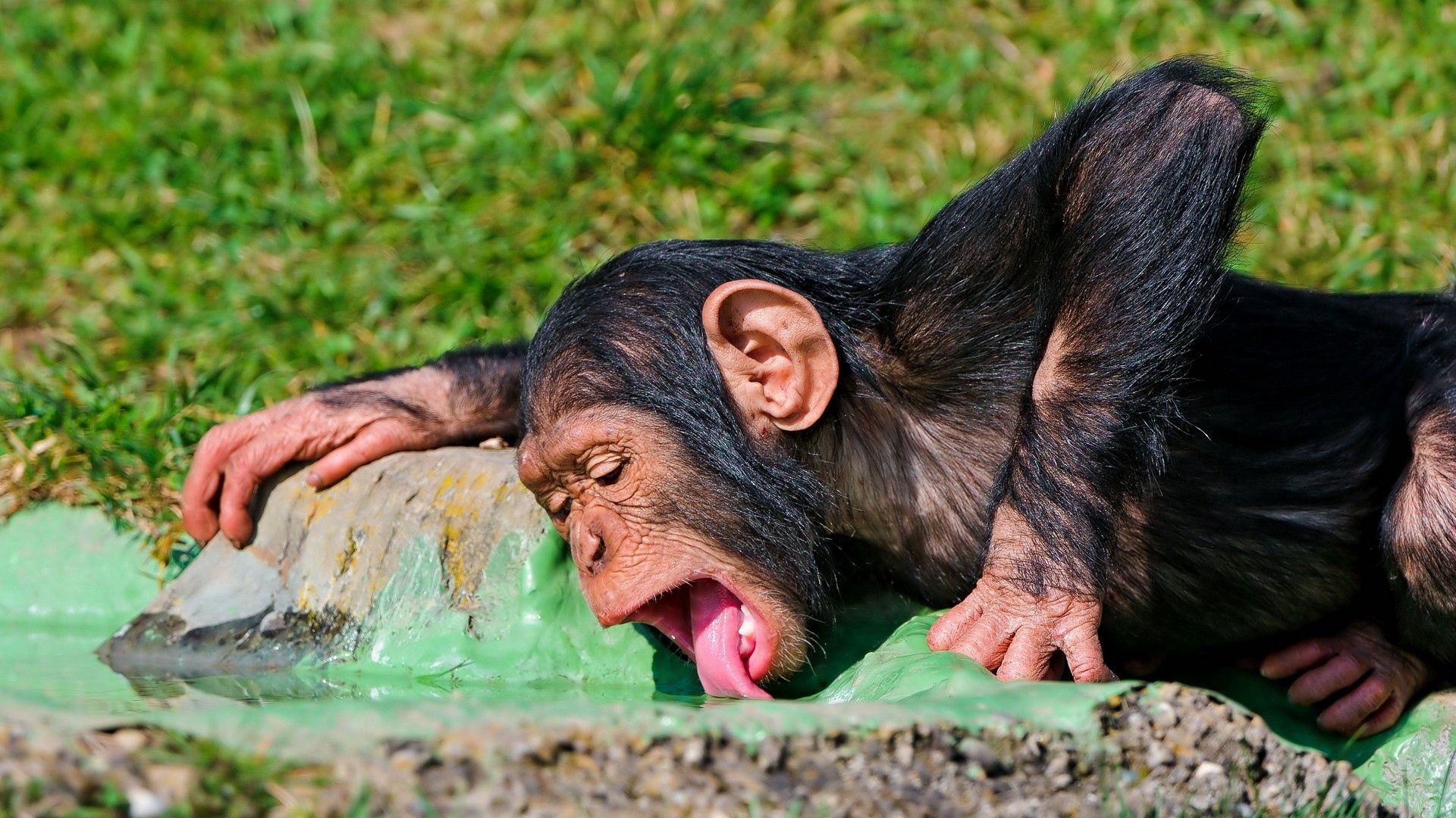 120667 Hintergrundbilder und Ein Affe Bilder auf dem Desktop. Laden Sie durst, affe, tiere, lebensmittel Bildschirmschoner kostenlos auf den PC herunter