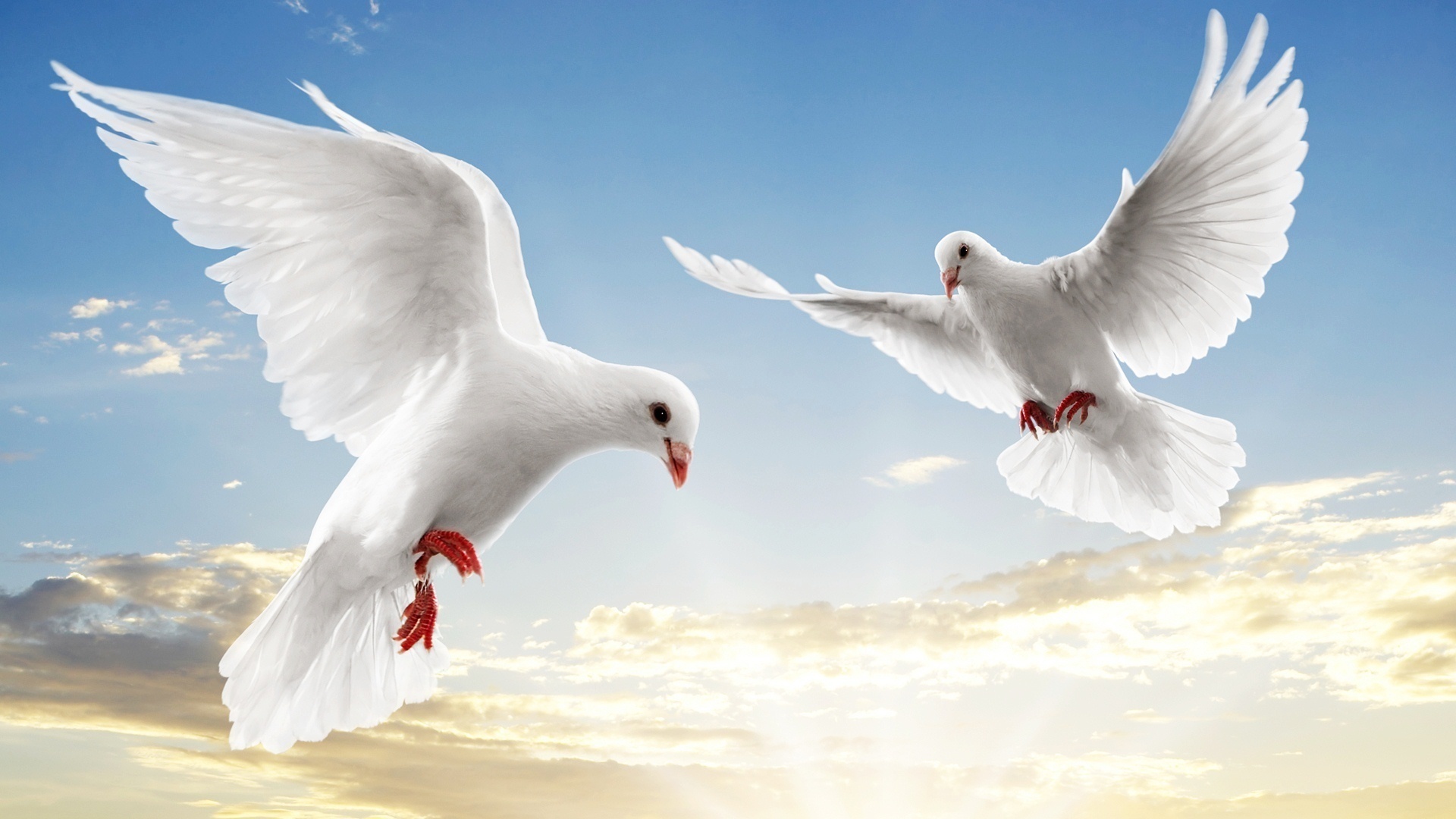 pigeons, animals, birds wallpapers for tablet