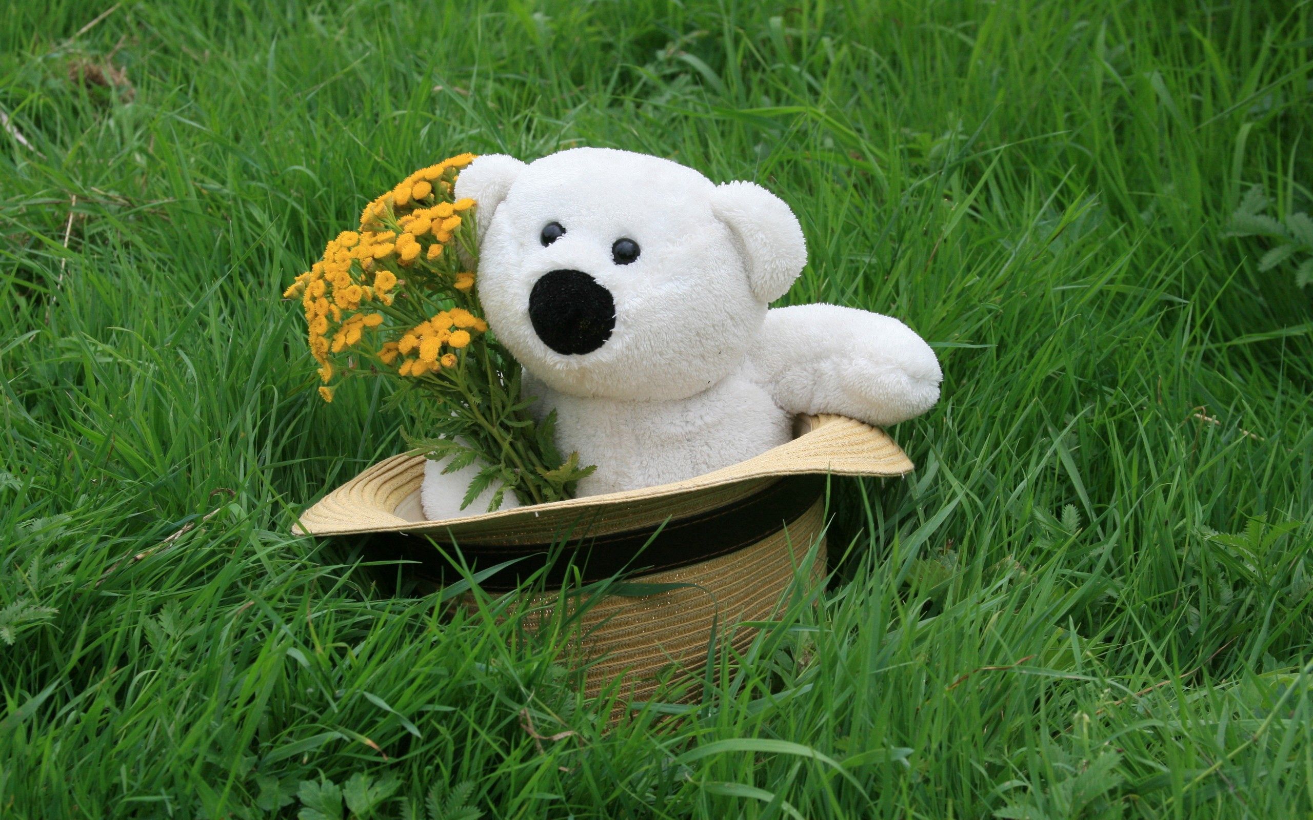miscellaneous, flowers, grass, teddy bear, miscellanea, present, gift, hat High Definition image