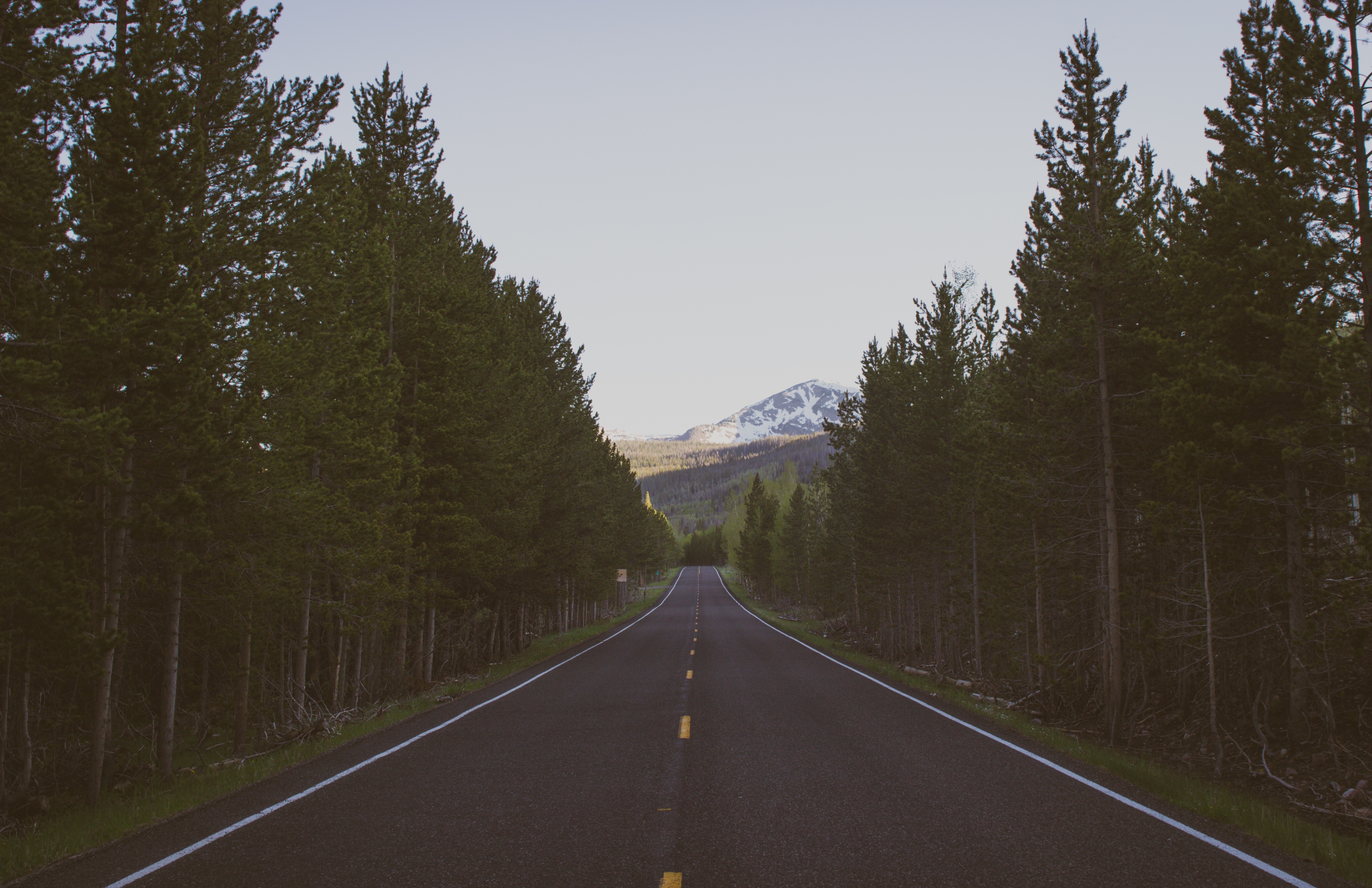 nature, trees, road, markup for android