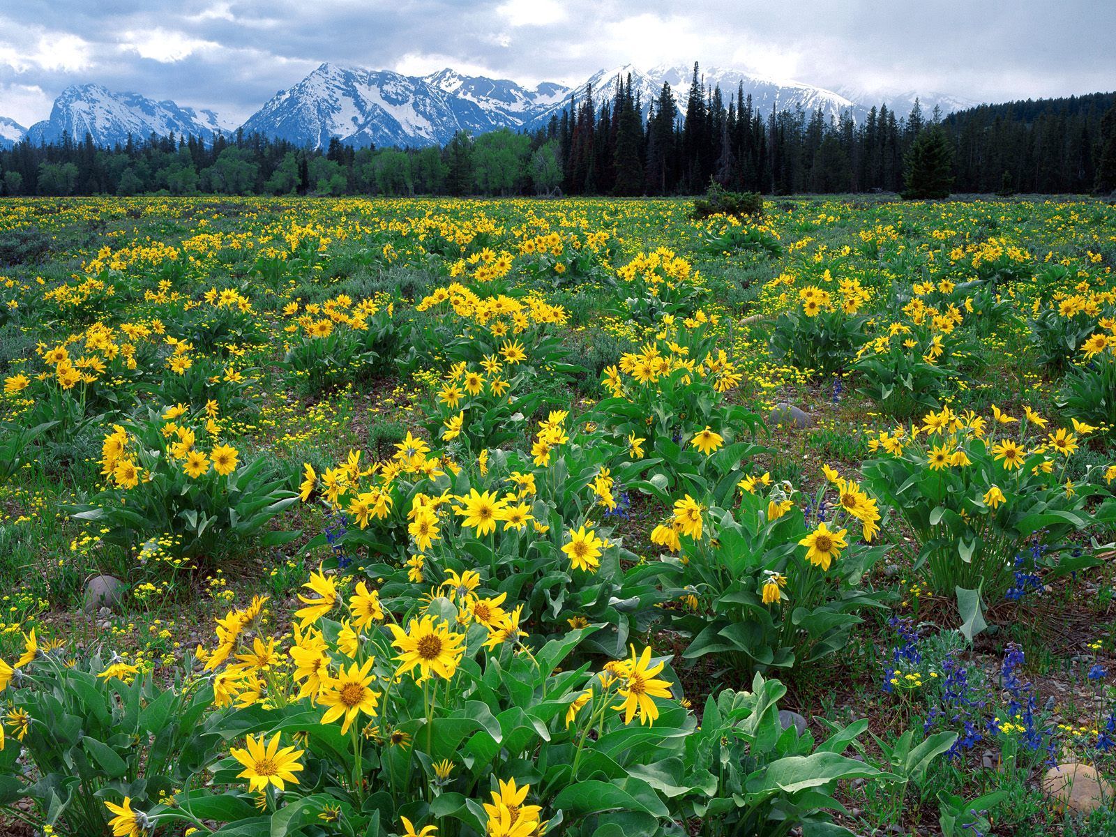 Free HD nature, flowers, mountains, yellow, field