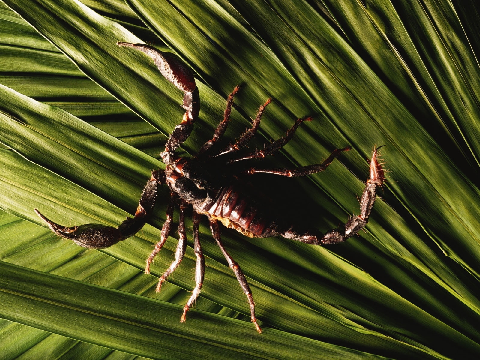 animals, scorpions Smartphone Background