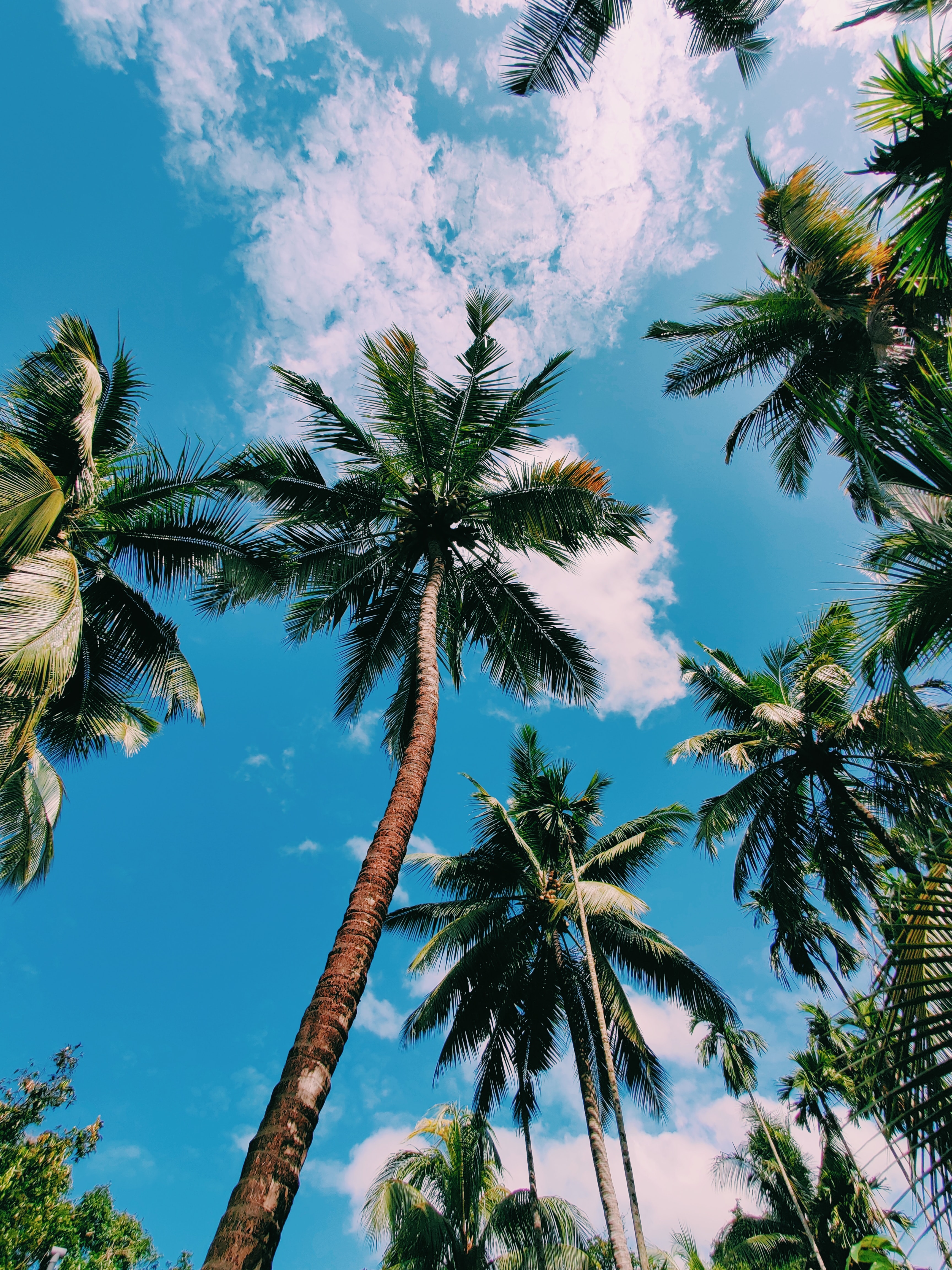 130415 Hintergrundbild herunterladen palme, palm, natur, sky, untersicht, untere ansicht, kusy, couscous - Bildschirmschoner und Bilder kostenlos