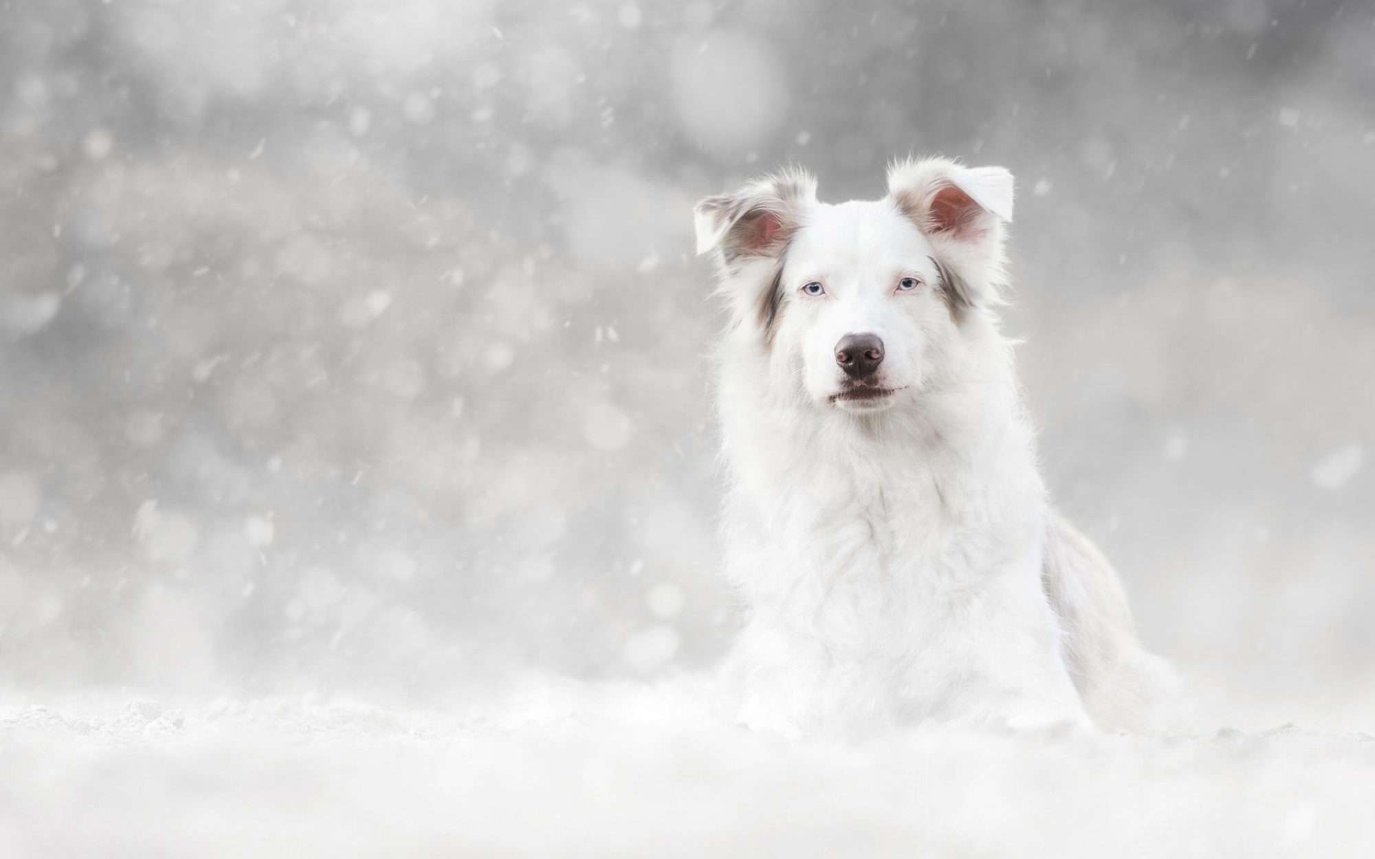 Собака снежок. Собаки на фоне снега. Собака в снегу. Собака на Светлом фоне. Белая собака на снегу.