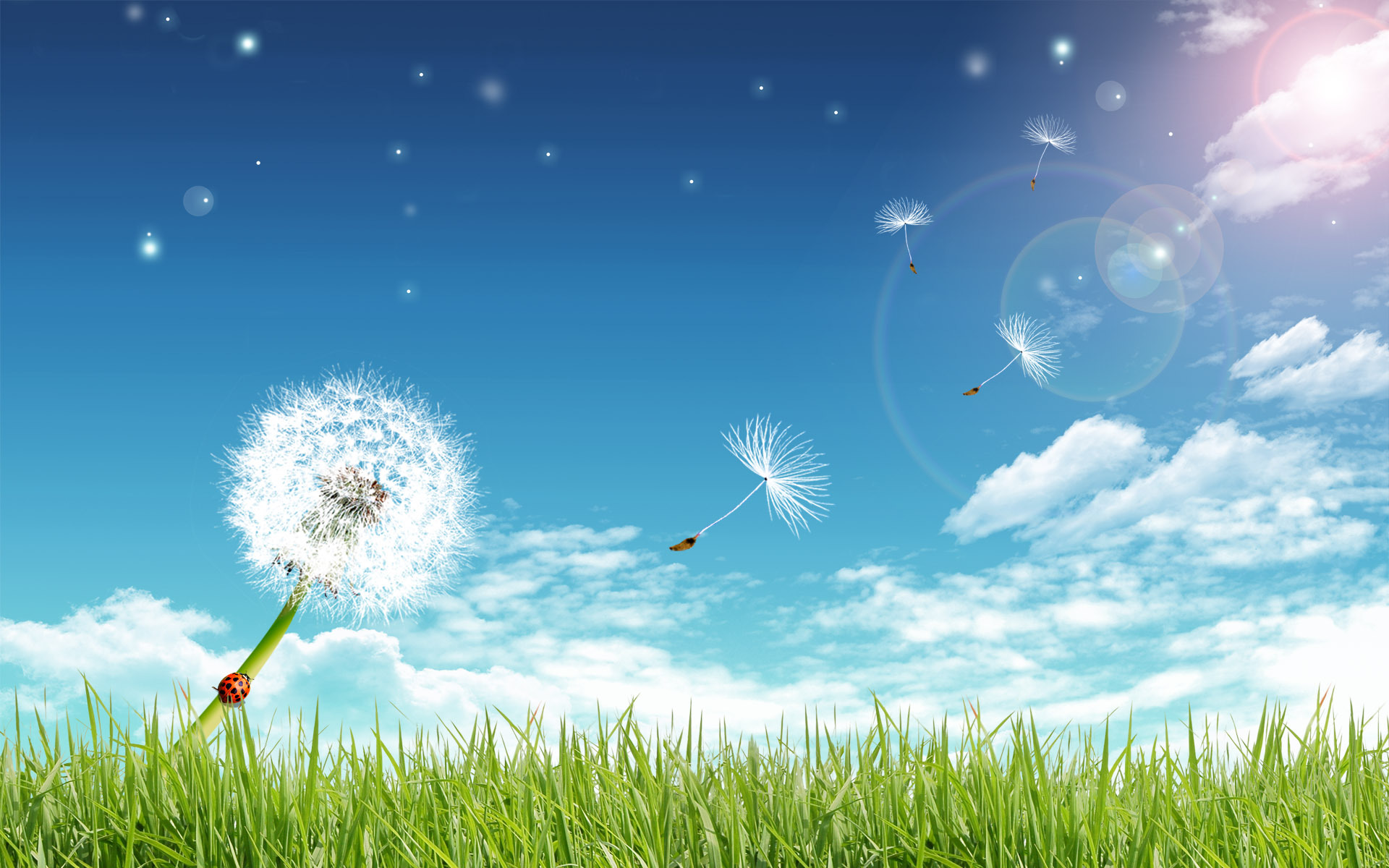 16592 Hintergrundbild herunterladen grass, hintergrund, sky, löwenzahn, blau - Bildschirmschoner und Bilder kostenlos