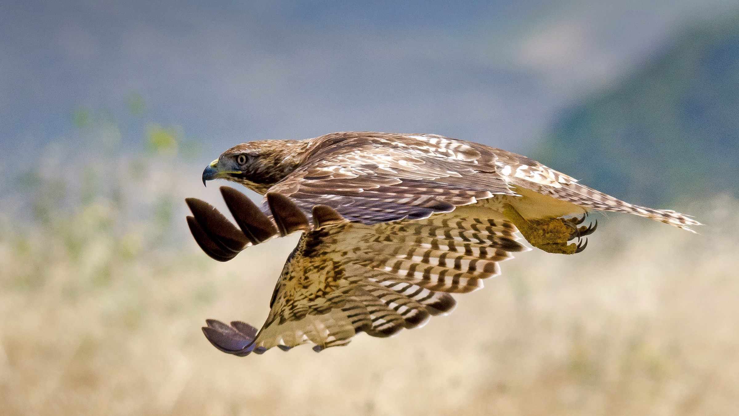 Laden Sie das Tiere, Vogel, Flug, Falke, Welle, Hawk, Fegen-Bild kostenlos auf Ihren PC-Desktop herunter