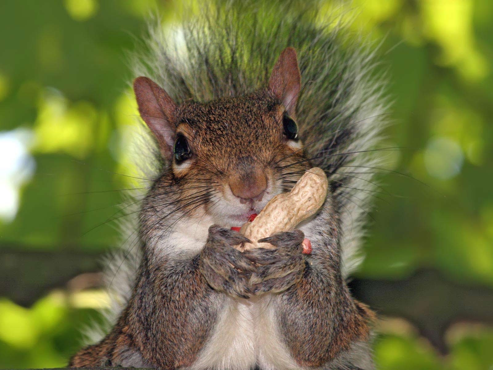 Laden Sie das Tiere, Eichhörnchen, Nagetiere-Bild kostenlos auf Ihren PC-Desktop herunter