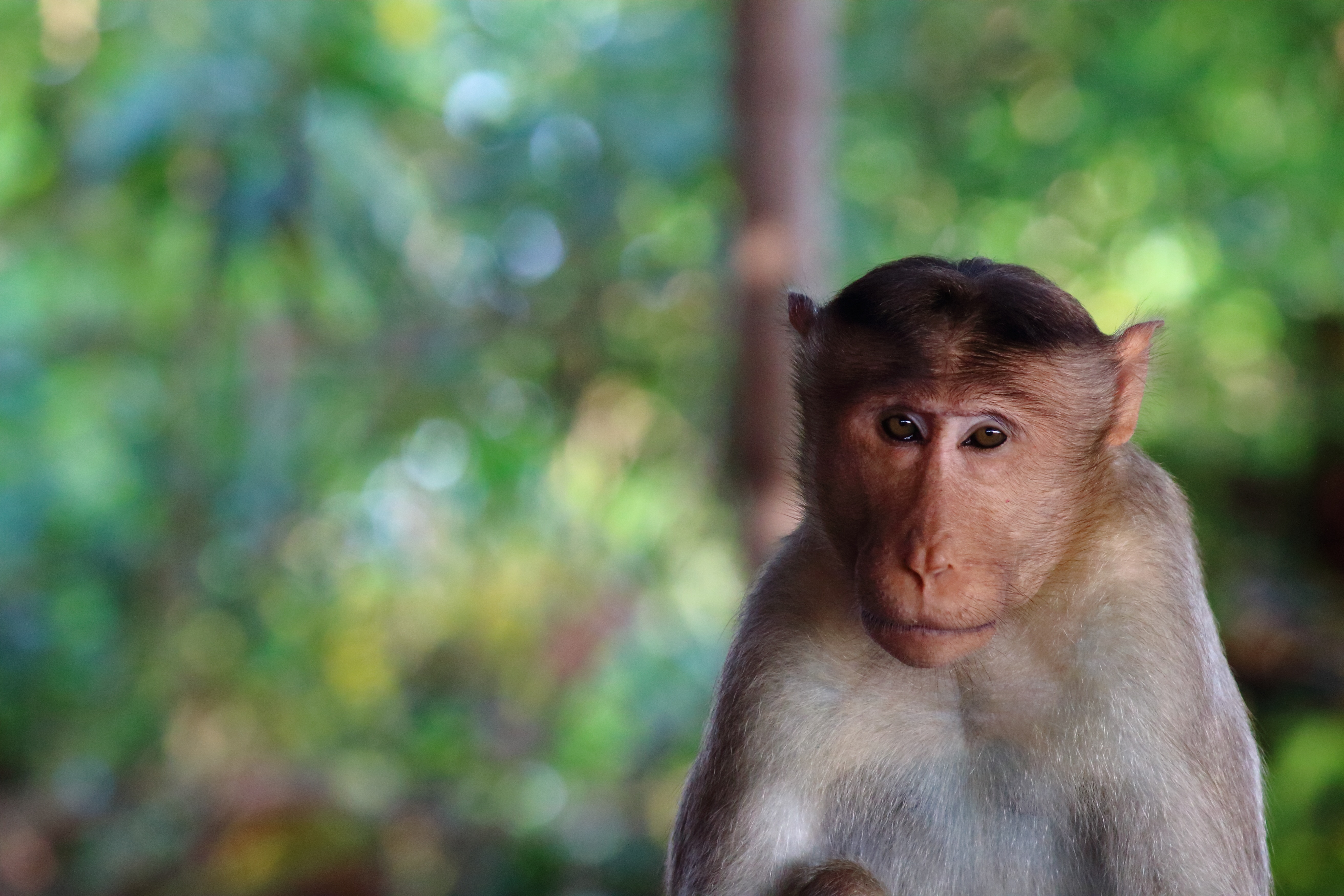 Free Images blur, animals, smooth, muzzle Monkey