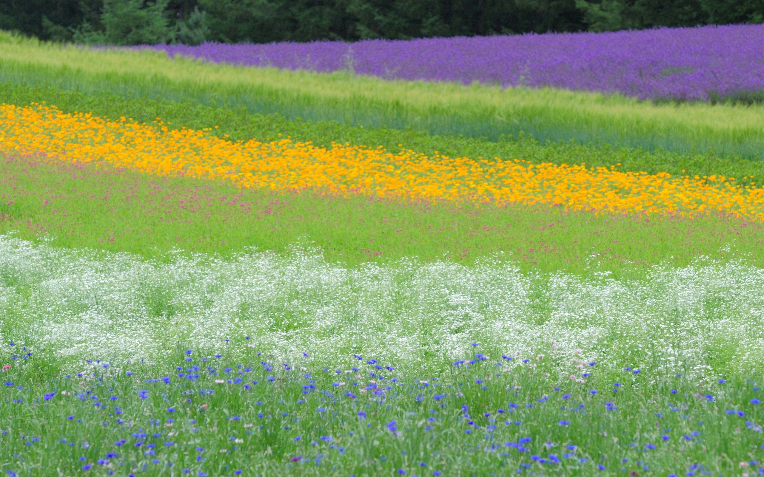 Handy-Wallpaper Natur, Blumen, Grass, Sommer, Feld kostenlos herunterladen.