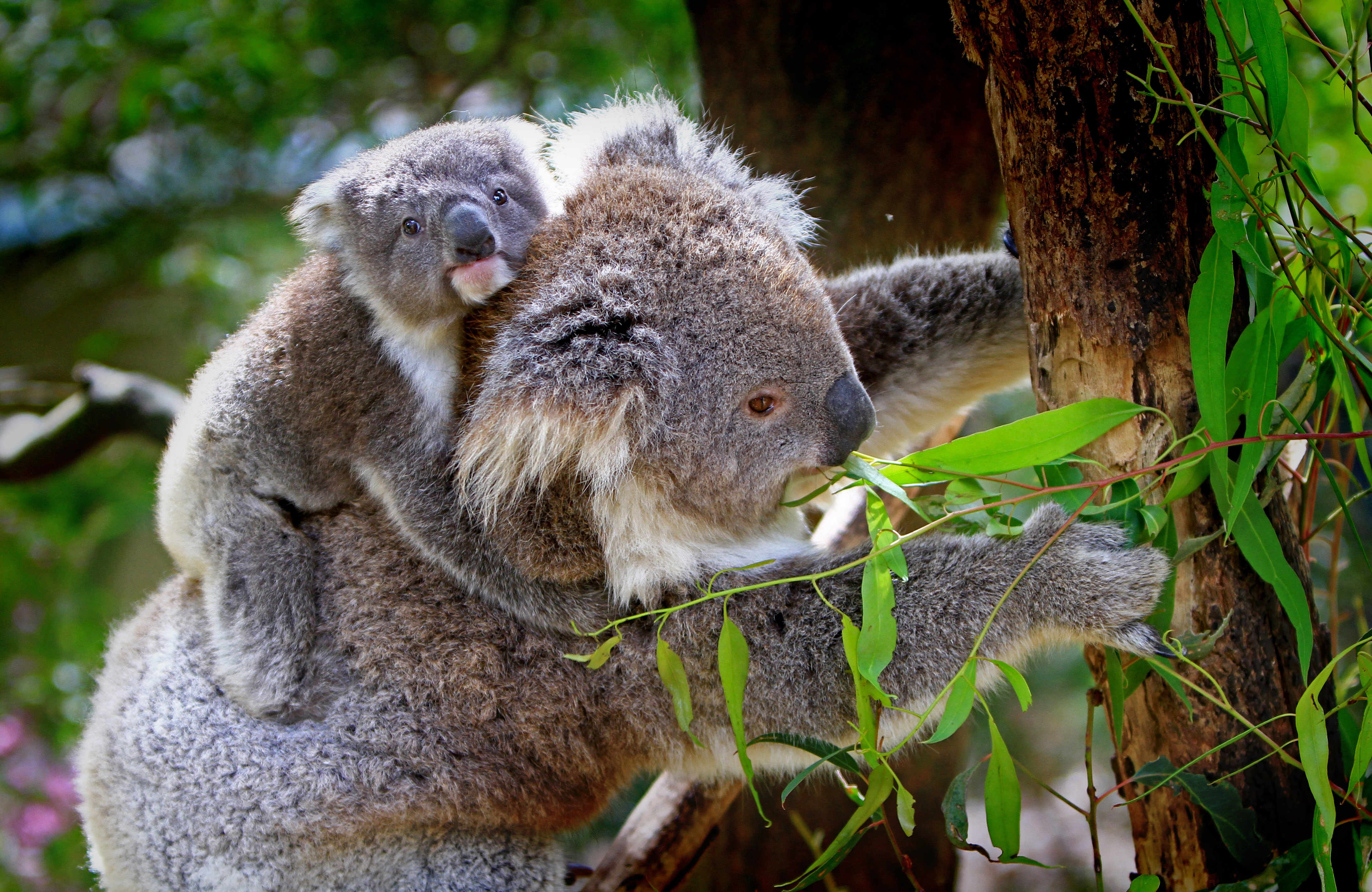 60823 download wallpaper animals, wood, young, tree, joey, koala, eucalyptus screensavers and pictures for free