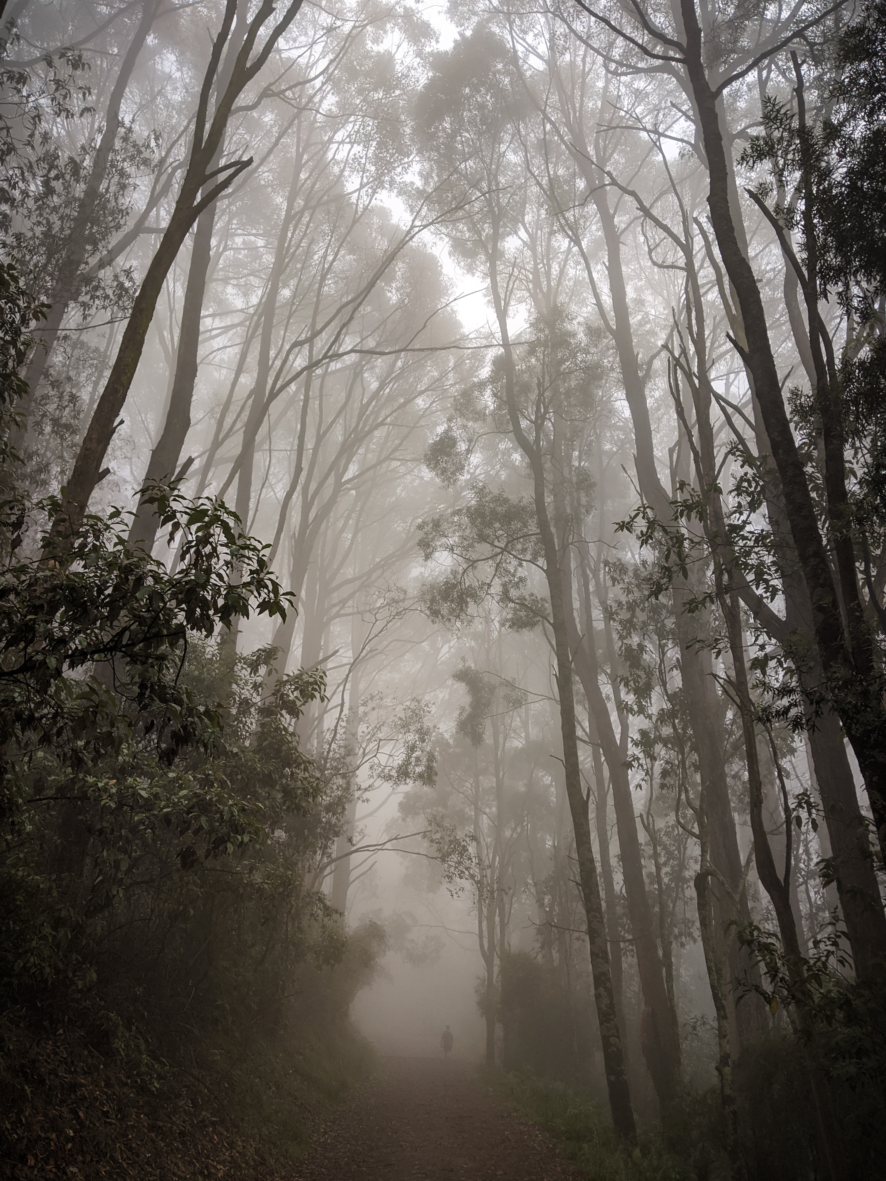 nature, trees, forest, fog, path, haze iphone wallpaper