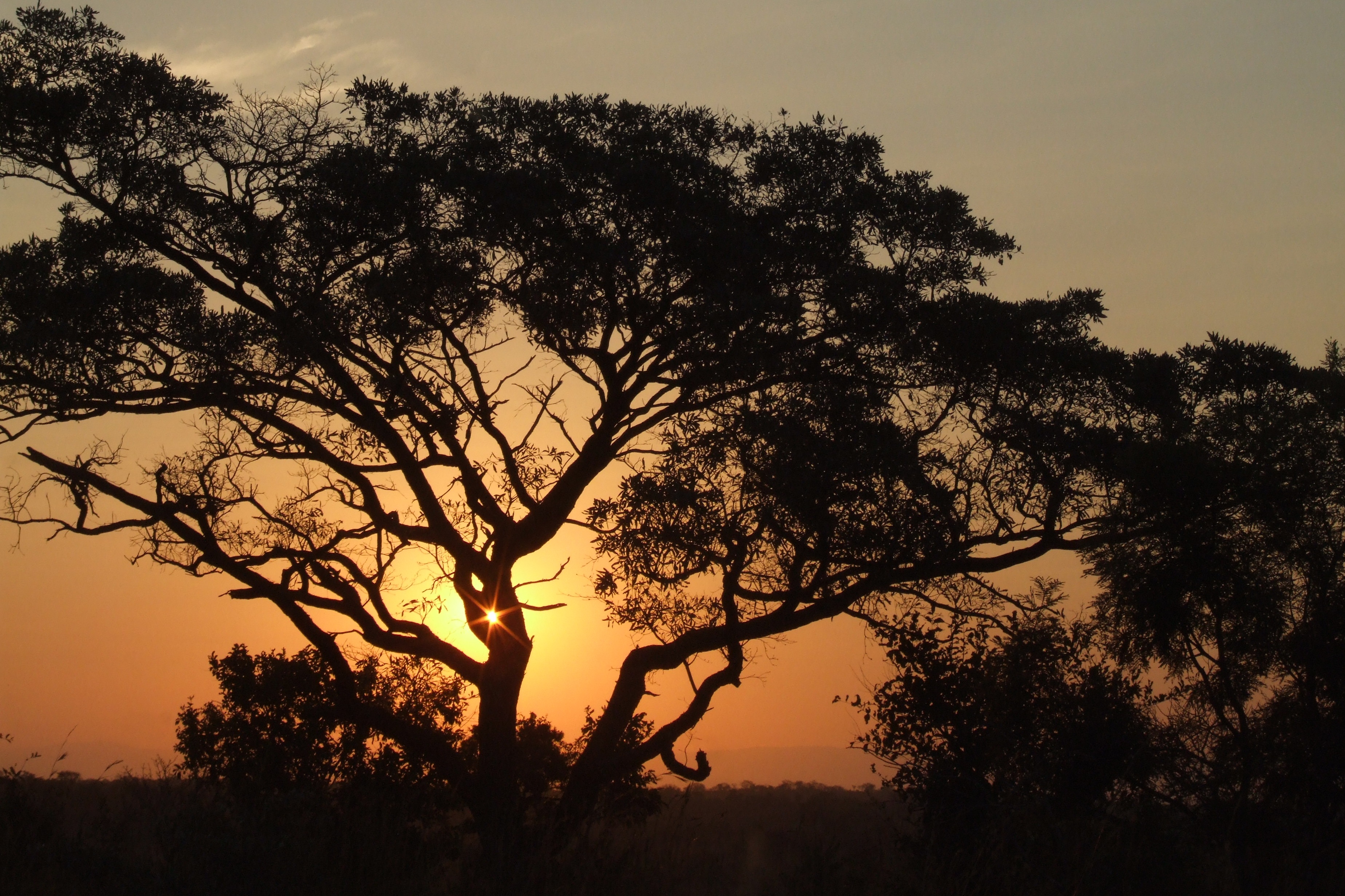 52602 Hintergrundbild herunterladen afrika, natur, bäume, sunset, übernachtung - Bildschirmschoner und Bilder kostenlos