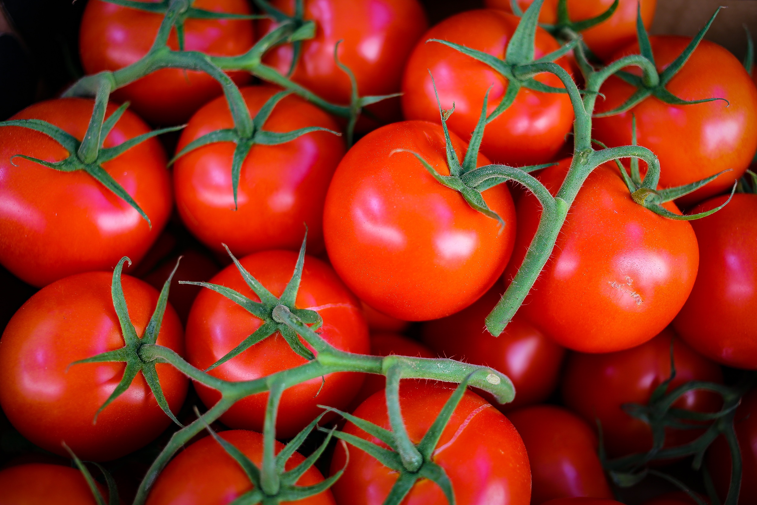73391 Bildschirmschoner und Hintergrundbilder Tomaten auf Ihrem Telefon. Laden Sie ast, zweig, lebensmittel, gemüse Bilder kostenlos herunter