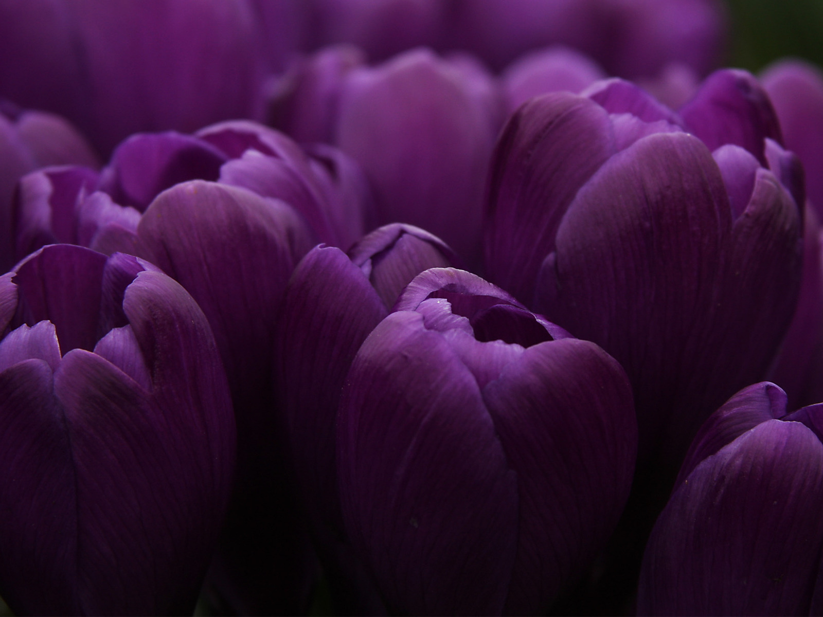 19685 télécharger le fond d'écran tulipes, plantes, fleurs, violet - économiseurs d'écran et images gratuitement