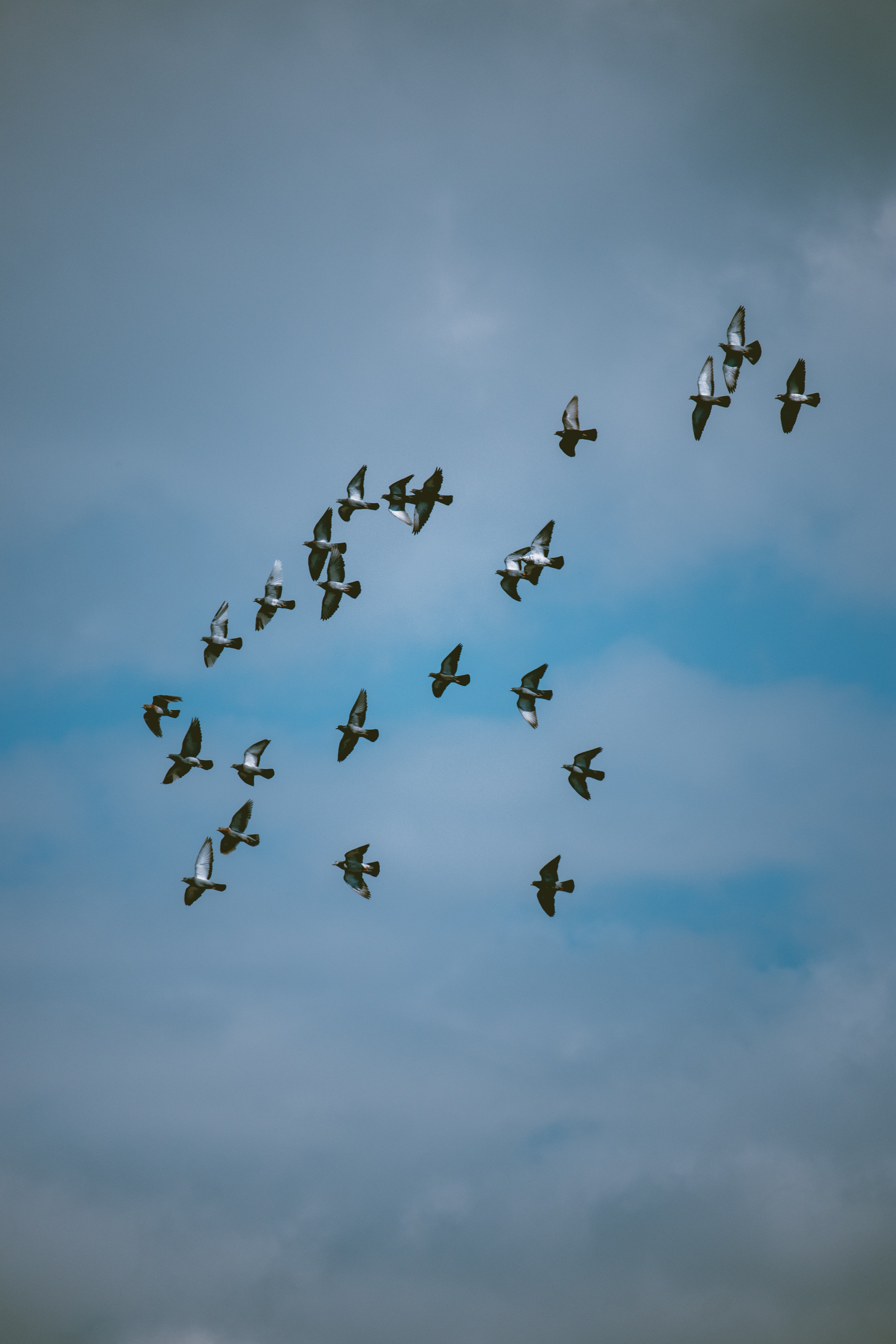 sky, pigeons, birds, animals, flock iphone wallpaper