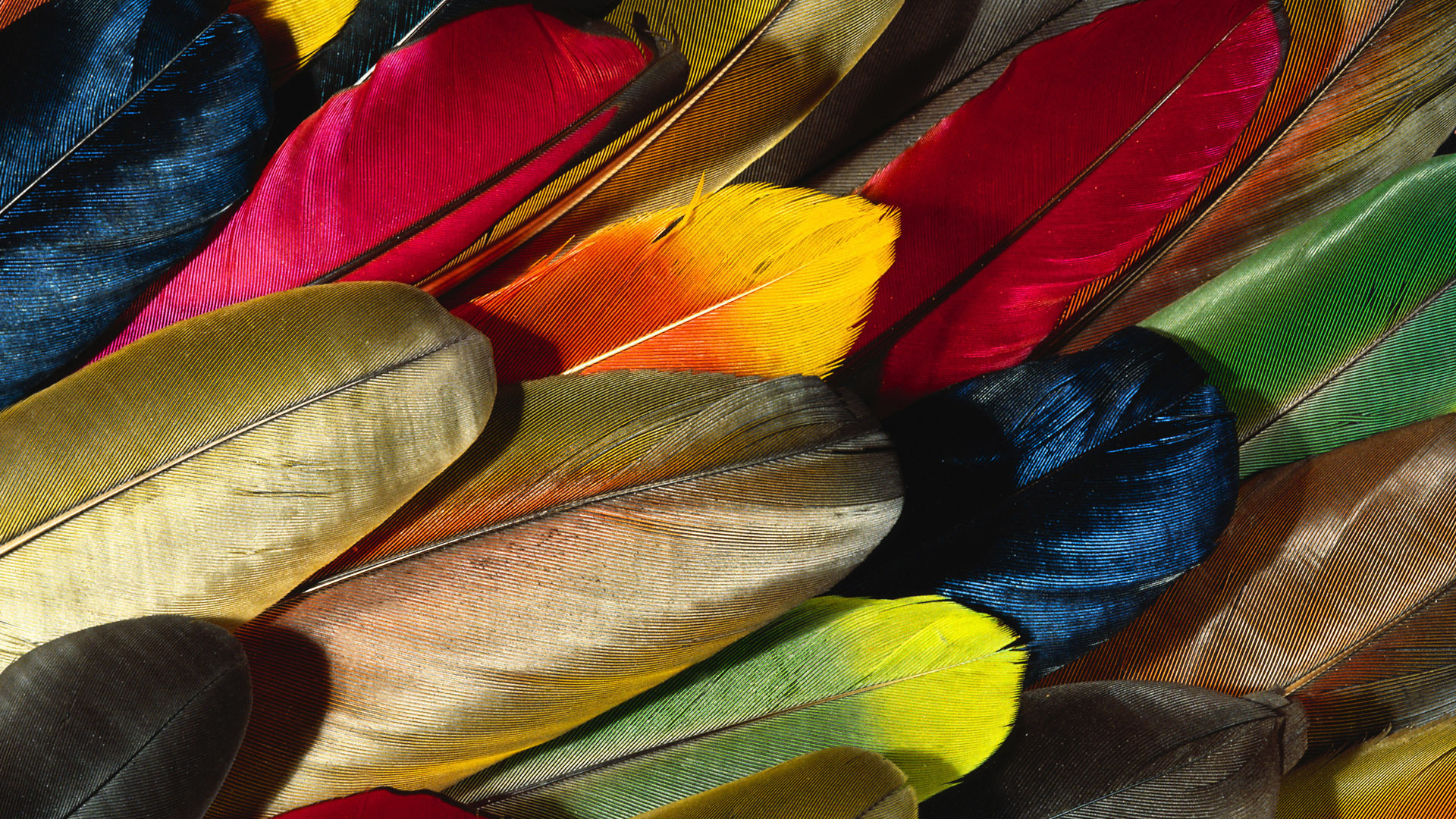 background, feather wallpapers for tablet